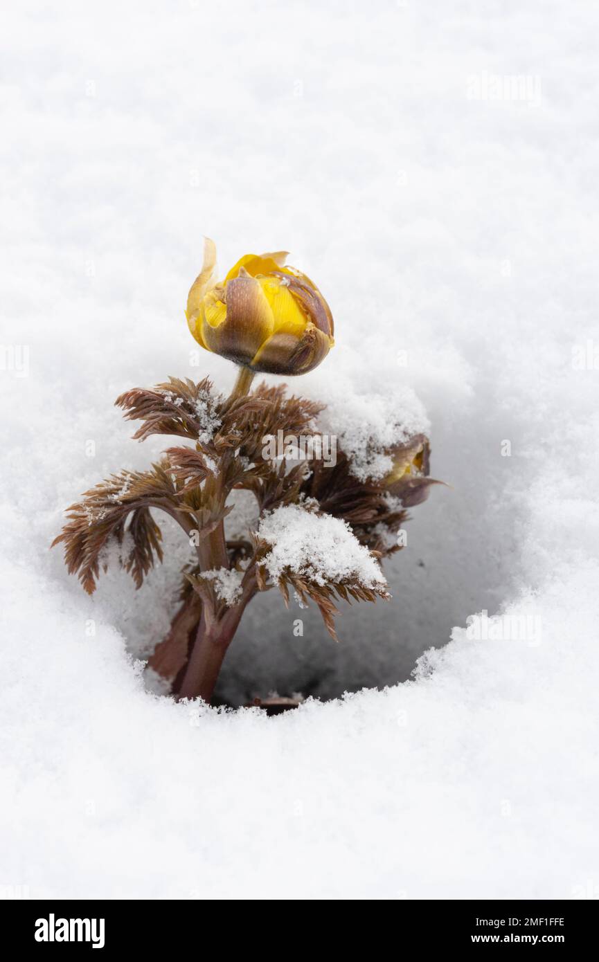 Amur adonis, conosciuto localmente come fukujuso, fiorisce di giallo in primavera molto presto tra neve fresca, Nagano, Giappone. Foto Stock