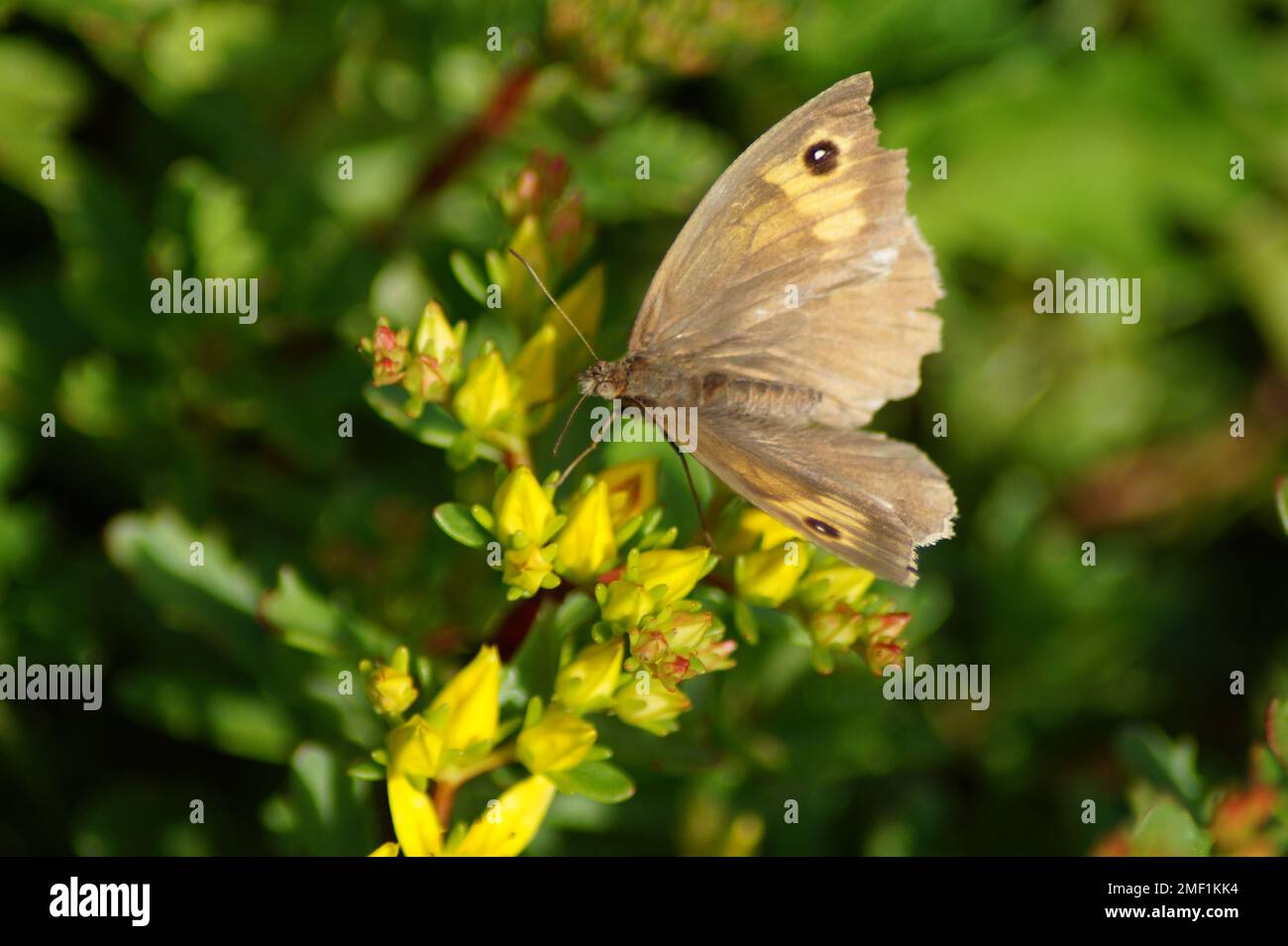 farfalla grande bue-occhio su un fiore Foto Stock