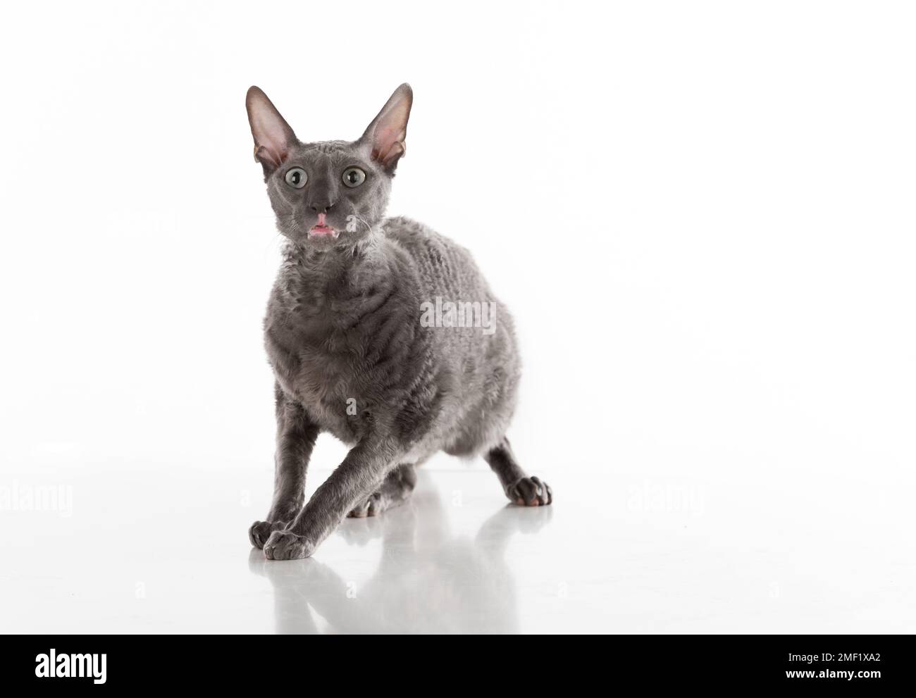 Black Cornish Rex Cat. Riprese in studio. Isolato su sfondo bianco Foto Stock