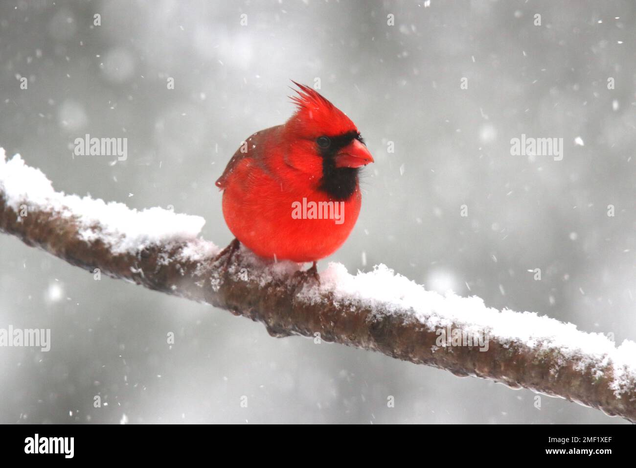 Un maschio rosso brillante cardinale settentrionale Cardinalis cardinalis che in inverno si trova su un ramo innevato Foto Stock