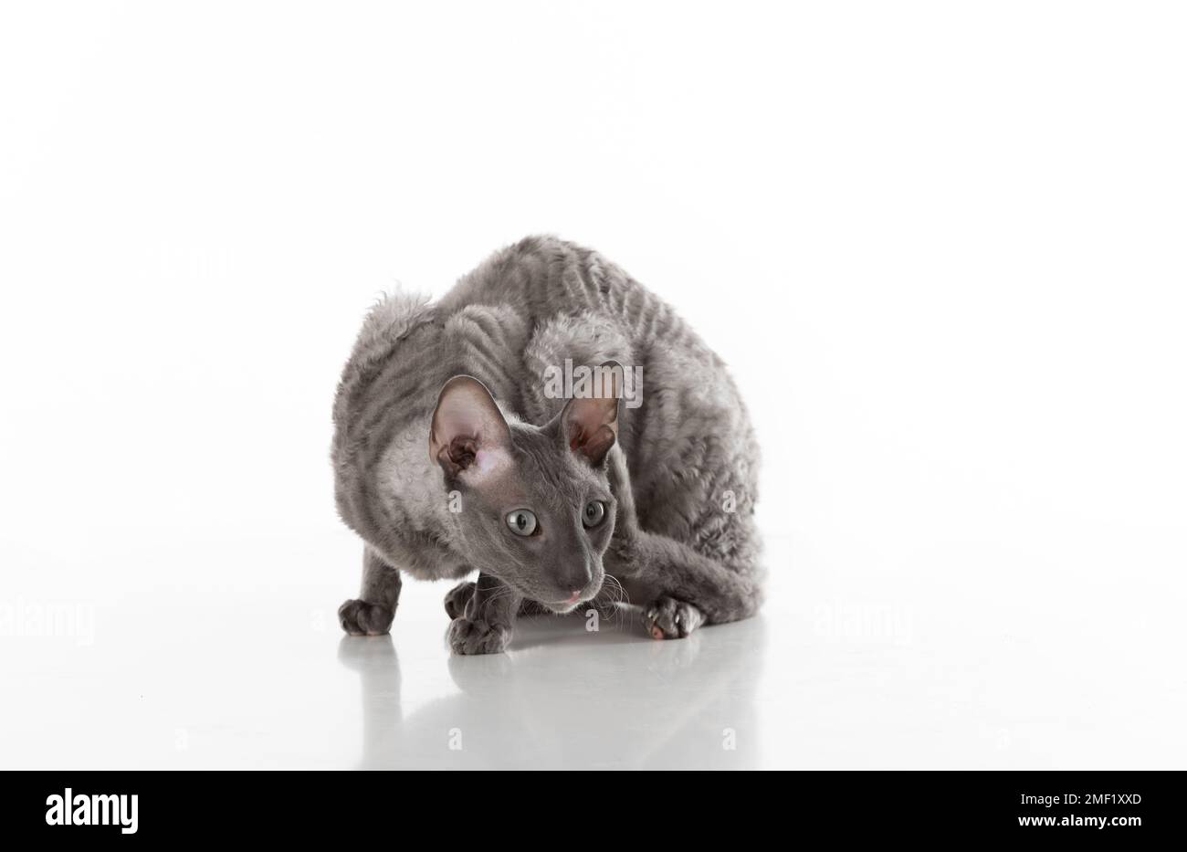 Black Cornish Rex Cat. Riprese in studio. Isolato su sfondo bianco Foto Stock