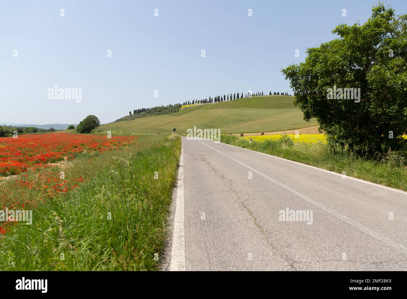 Campo di papavero lungo la strada di campagna in primavera, Toscana, Italia. Foto Stock