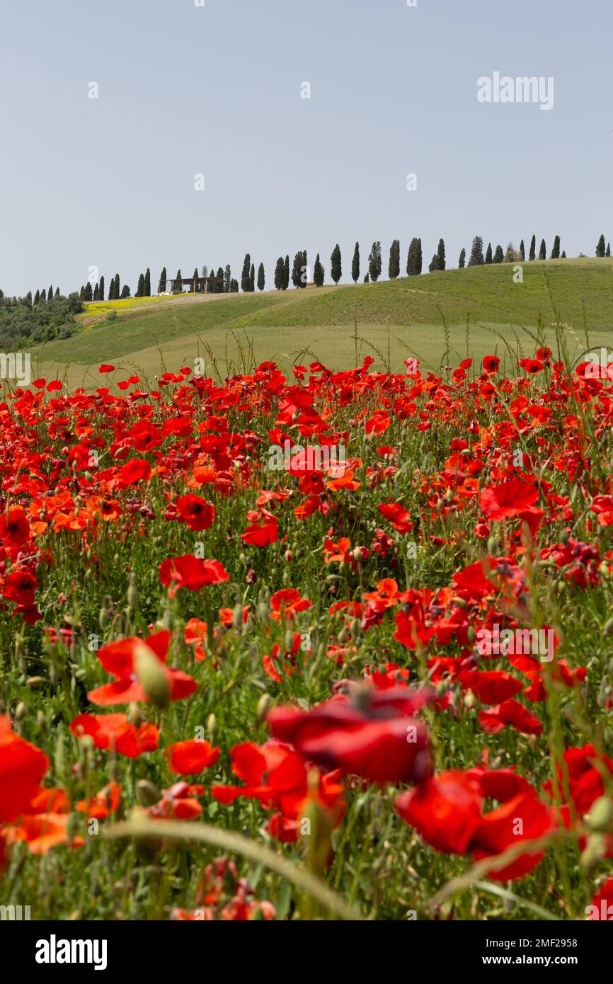 Campo di papavero della campagna toscana con cipressi in lontananza, Toscana, Italia. Foto Stock