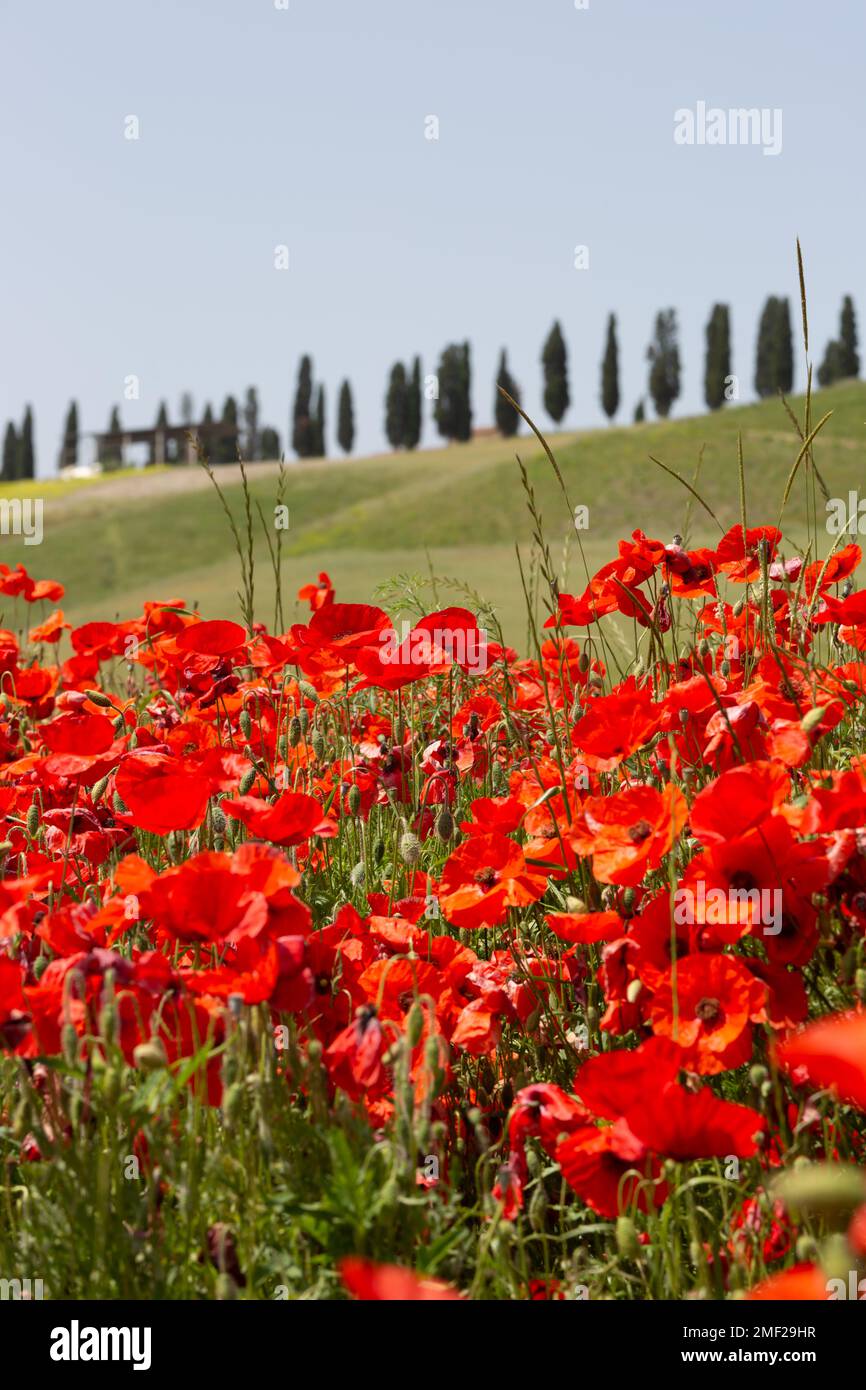 Campo di papavero della campagna toscana con cipressi in lontananza, Toscana, Italia. Foto Stock