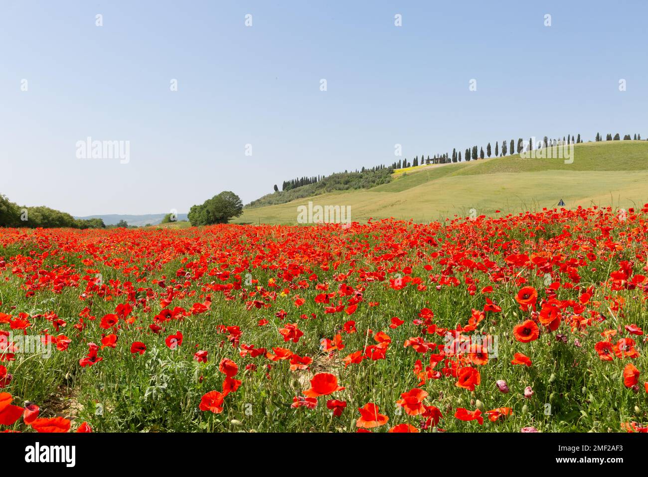 Iconico paesaggio toscano nella campagna con campi di papavero e cipressi in primavera, Toscana, Italia Foto Stock