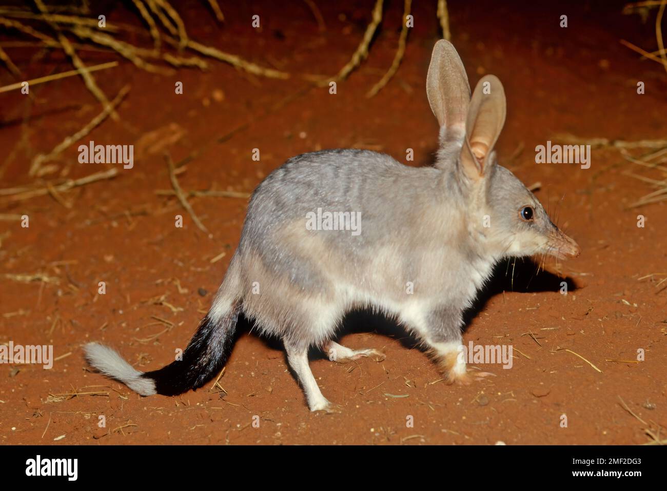 La macrotis è un genere di omnivori marsupiali che vivono nel deserto, noti come bilbies o babbandicoots; sono membri dell'ordine Peramelemorpia. Foto Stock