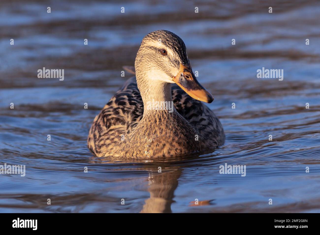 Femminile mallard nuoto verso la fotocamera (Anas platyrhynchos) Foto Stock
