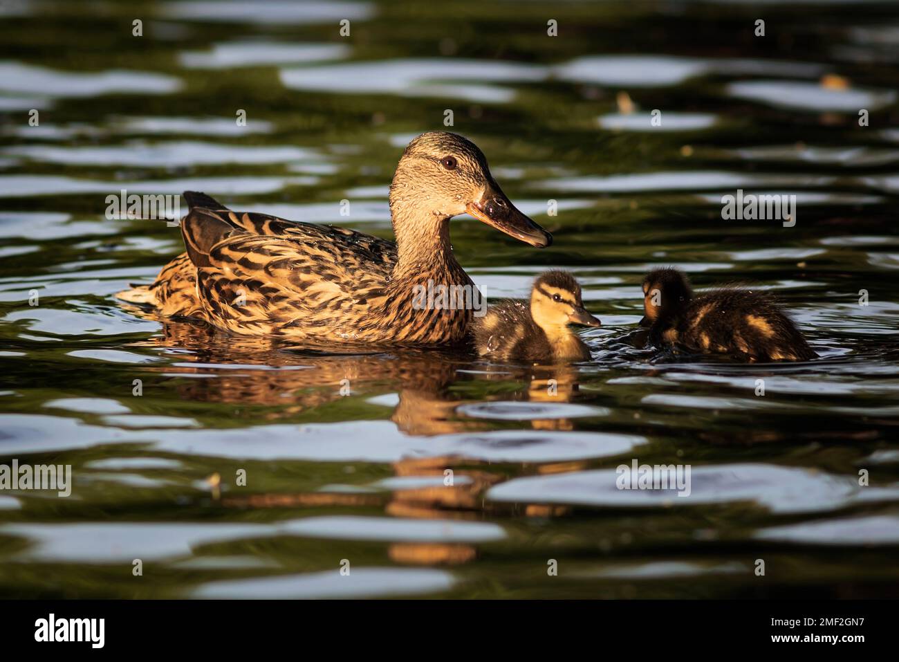Gallina di mallard con anatroccoli galleggianti sul lago (.Anas platyrhynchos ); simpatica famiglia di animali felici insieme nella natura Foto Stock