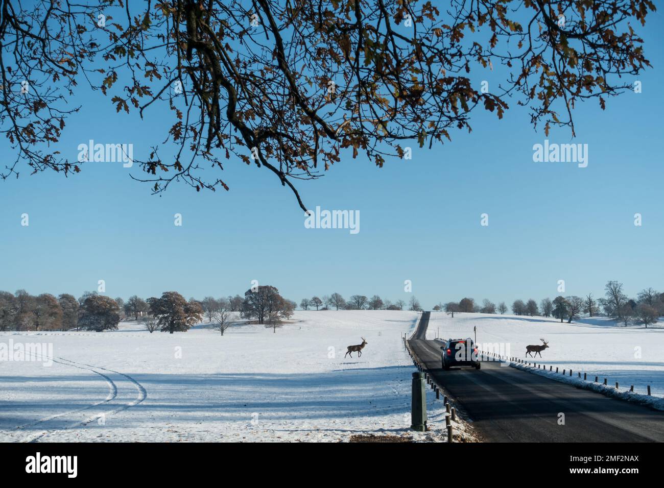 Scene invernali nel Woburn Deer Park, Woburn, Regno Unito Foto Stock