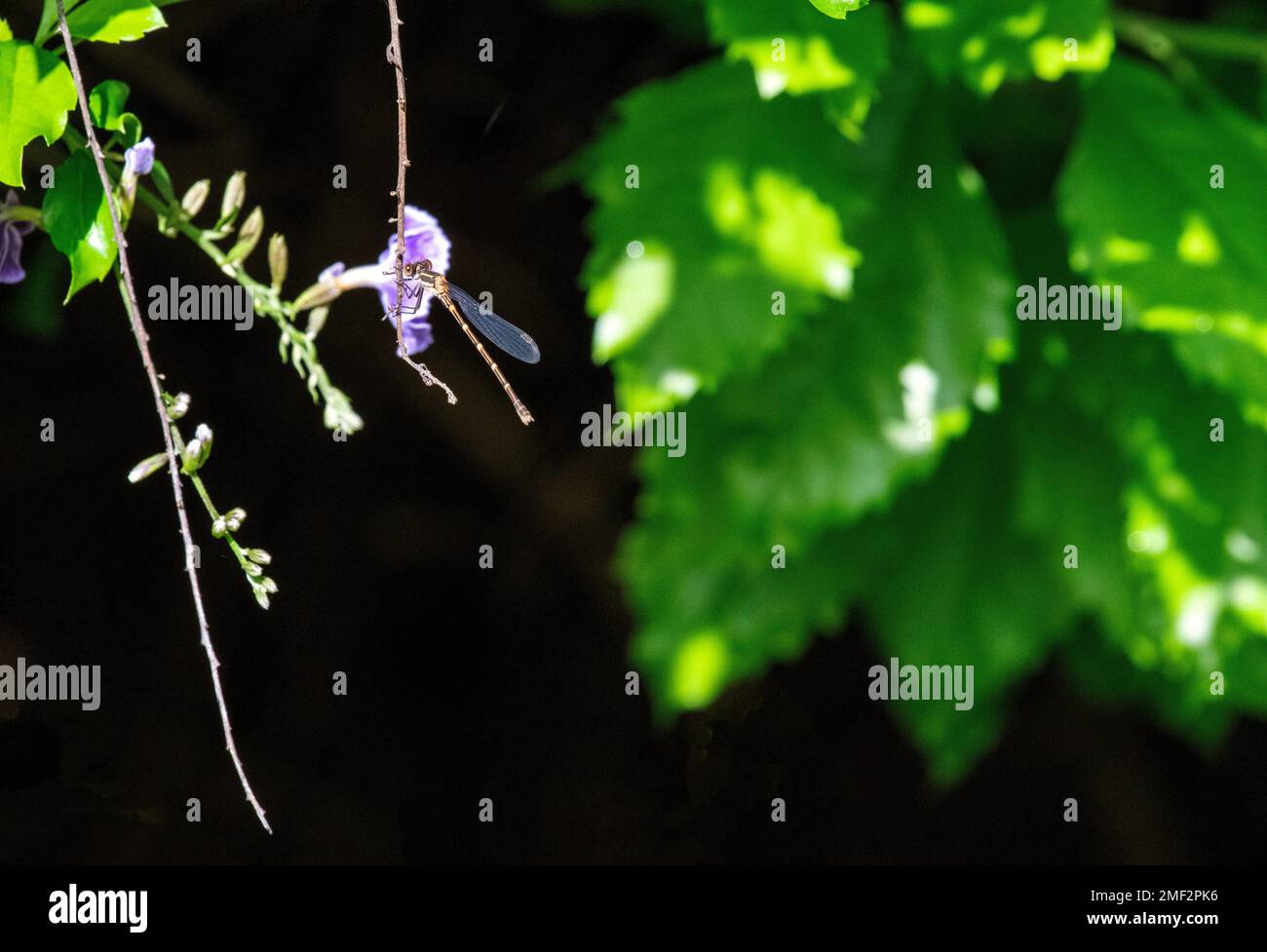 Damselfly si stabilì in una filiale a Sydney, nuovo Galles del Sud, Australia (Foto di Tara Chand Malhotra) Foto Stock