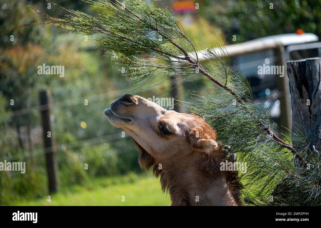 Dromedario (Camelus dromedarius) allo Zoo di Sydney a Sydney, NSW, Australia (Foto di Tara Chand Malhotra) Foto Stock