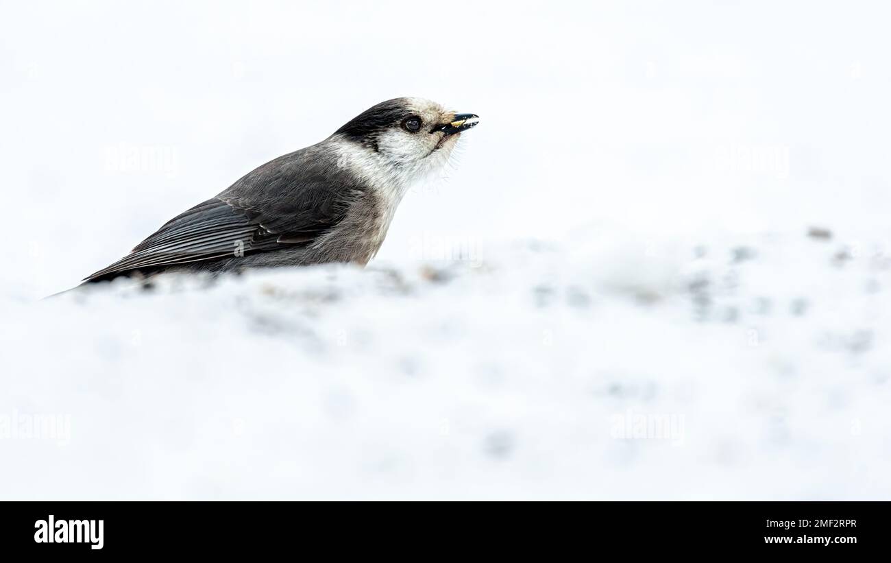 Canada Jay (Perisoreus canadensis) mangiare semi nella neve a terra, chiave alta Foto Stock