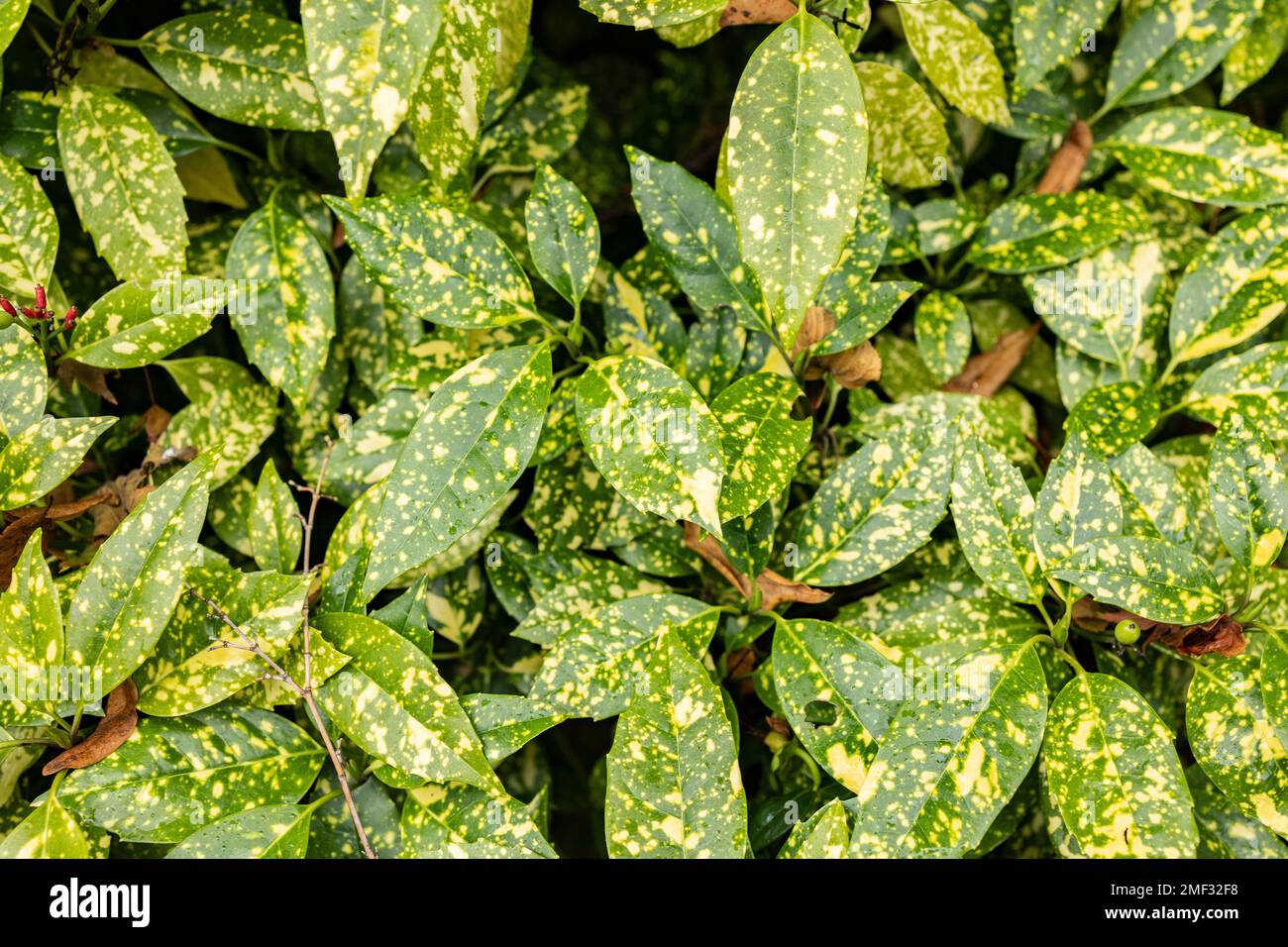 primo piano del disegno a foglia in plumeria Foto Stock