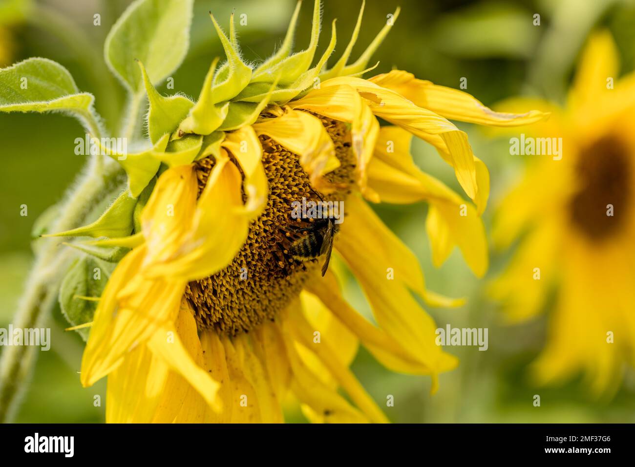 Girasole giallo alla luce del tramonto. Primo piano. Girasole, primo piano. Fiore grande giallo. Foto Stock