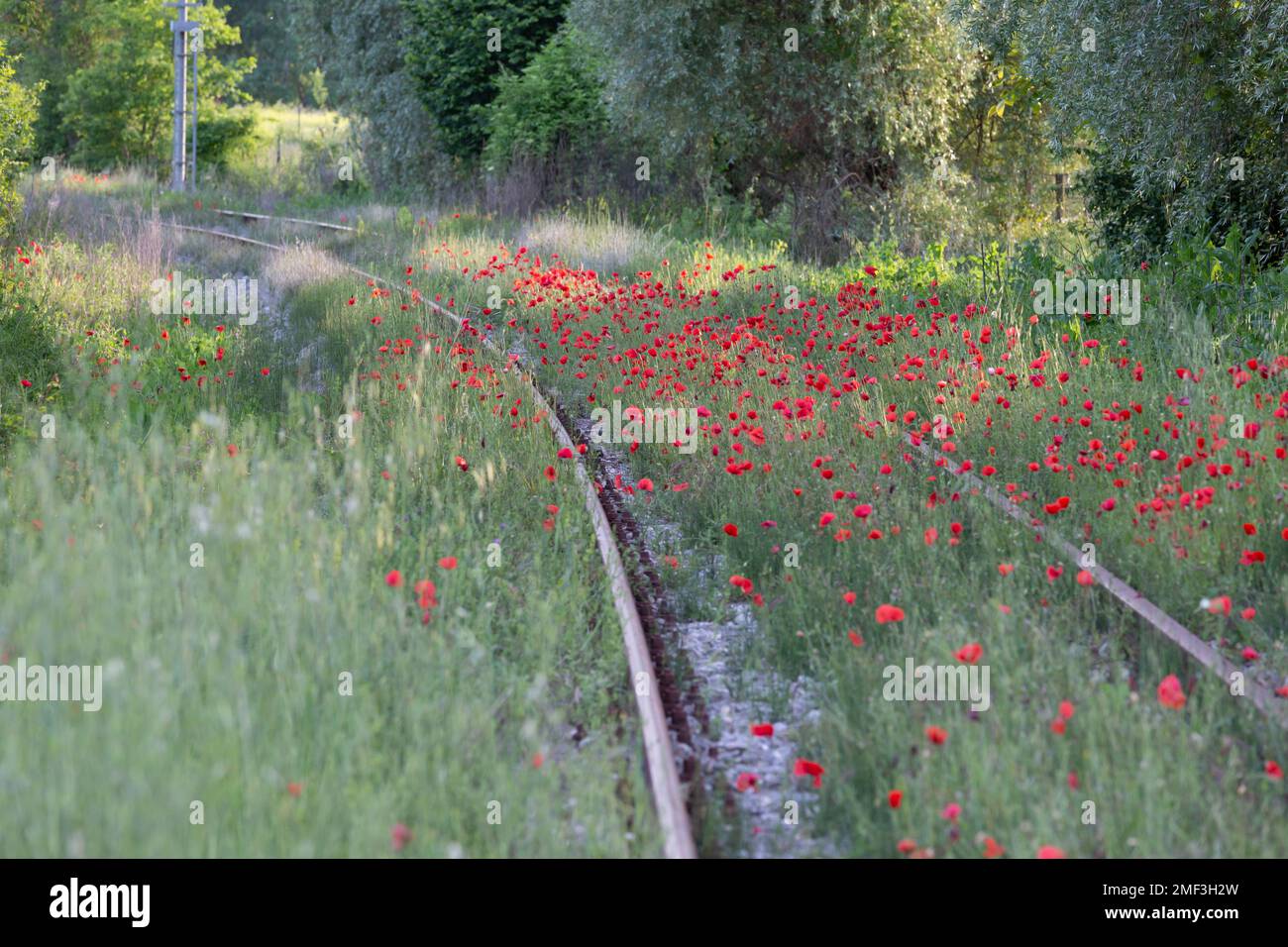 Papaveri selvatici che fioriscono in primavera lungo i binari ferroviari nel paesaggio toscano, Italia. Foto Stock