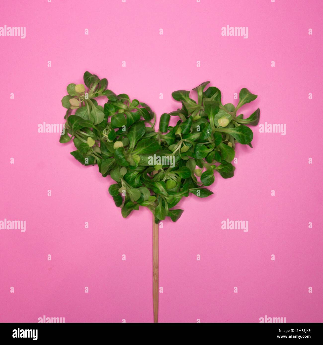 Cuore fatto di foglie verdi con un bastone di legno su sfondo rosa. Concetto di sostenibilità. Giornata della Terra. Responsabilità ambientale Foto Stock