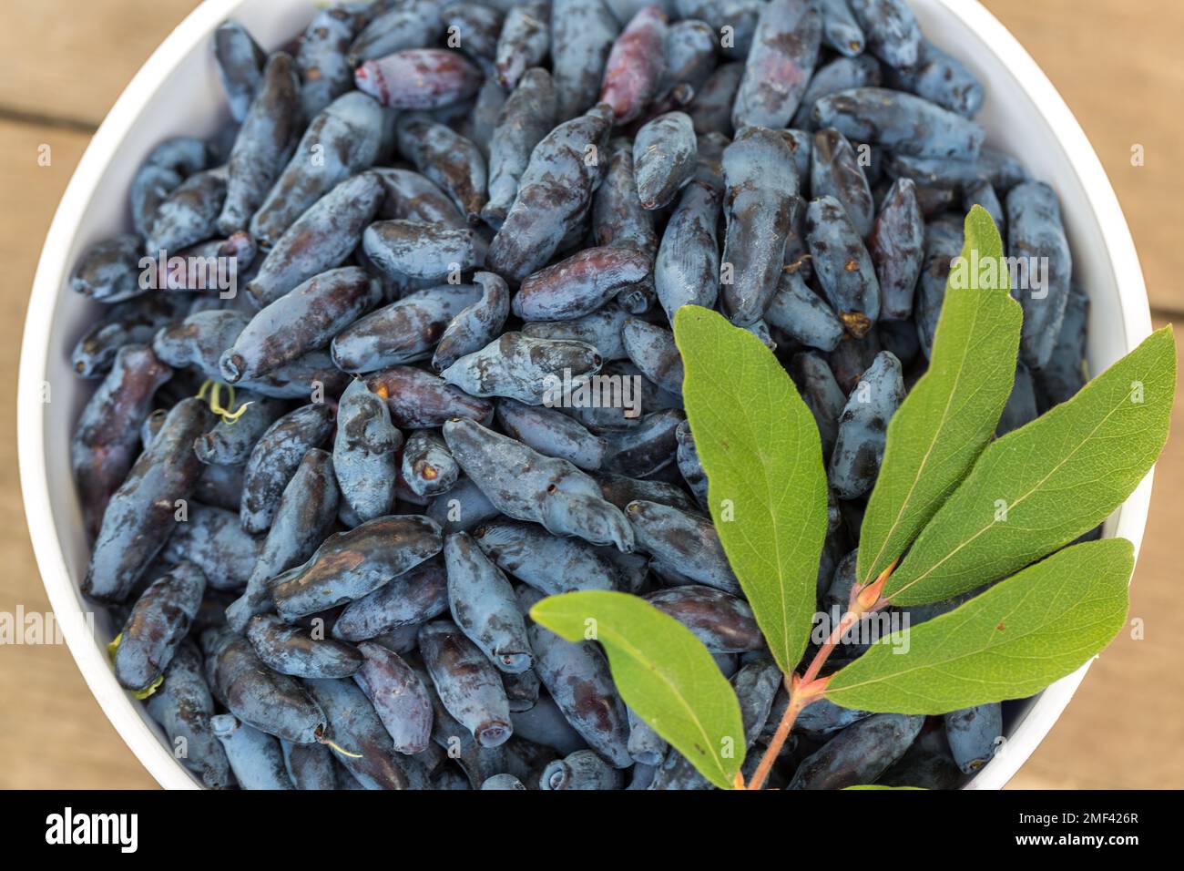 Succhietto di miele fresco blu, conosciuto anche come Miele, uno sfondo di bacche blu con foglie verdi Foto Stock