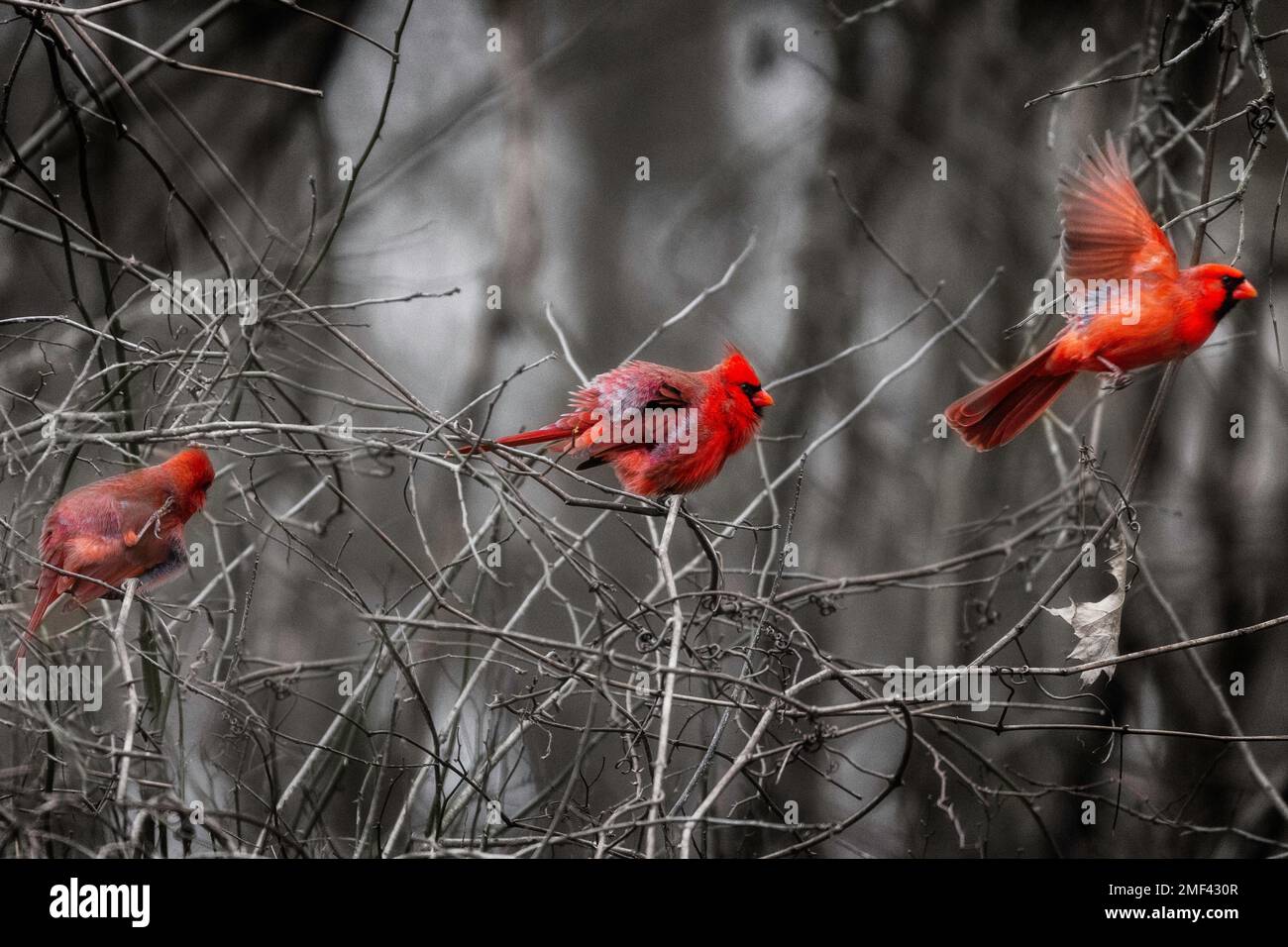 Un'immagine di un singolo cardinale in tre pose come graffi, fluff, e poi vola. I colori sono nero e bianco, mentre la ritenzione dell'uccello è di colore rosso Foto Stock