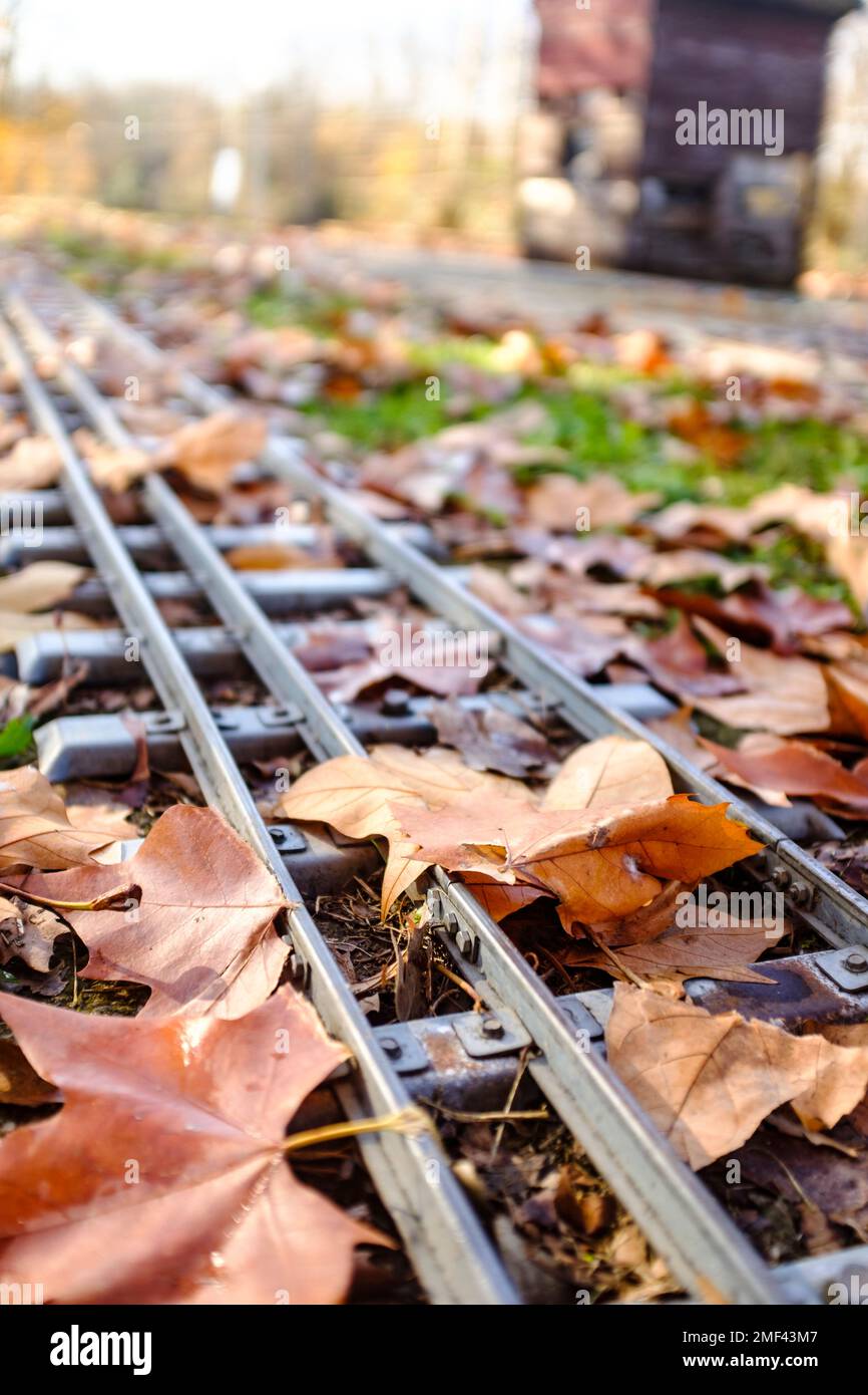 Percorso ferroviario coperto da foglie autunnali marroni Foto Stock