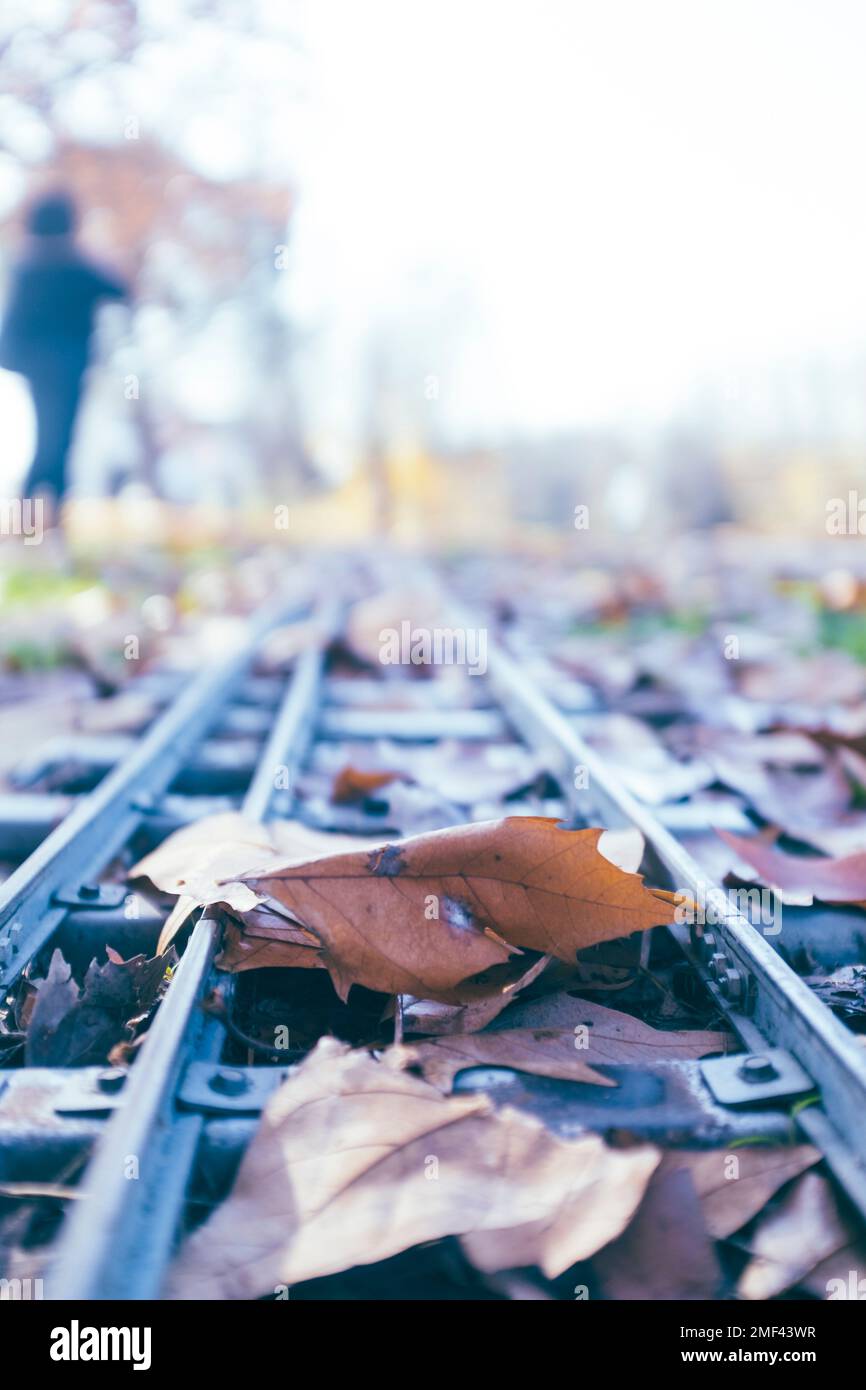 Percorso ferroviario coperto da foglie autunnali marroni Foto Stock