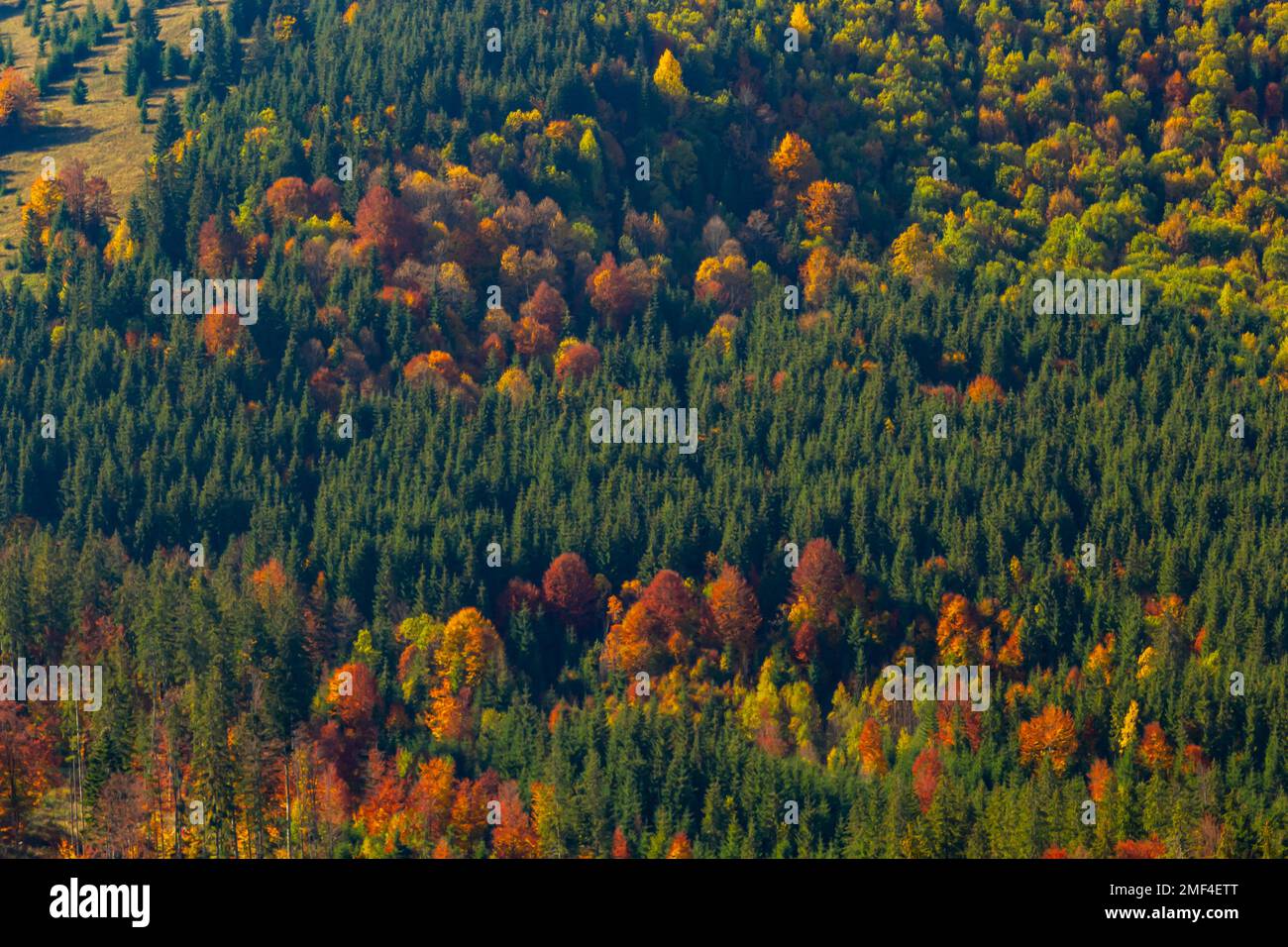 Autunno foresta in Carpazi montagne, Ucraina. Foglie autunnali sullo sfondo. Foglie nella foresta autunnale. Foto Stock