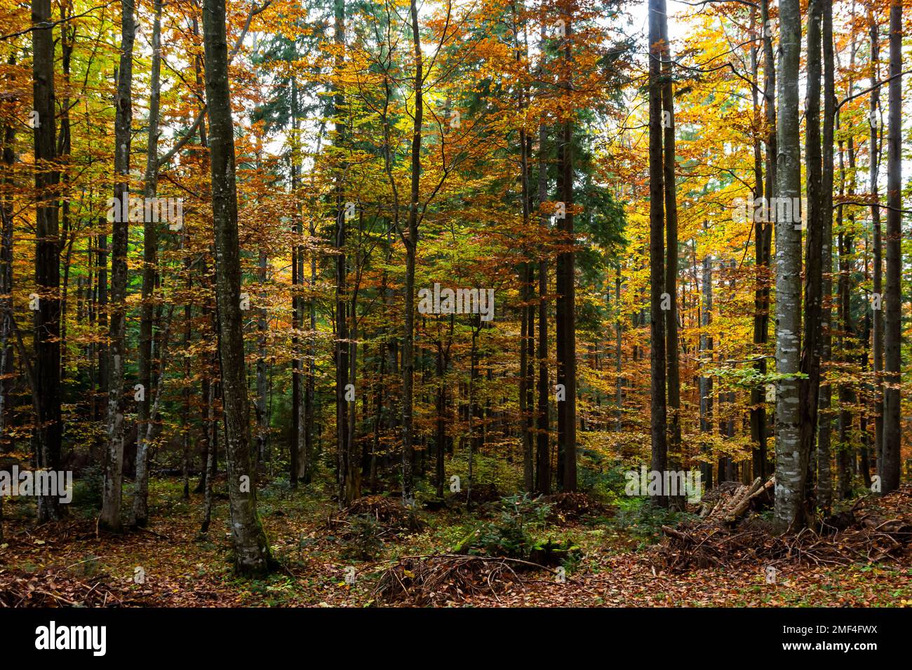 bella foresta di faggi autunnali. Carpazi in Ucraina. Dovbush rocce. Foto Stock