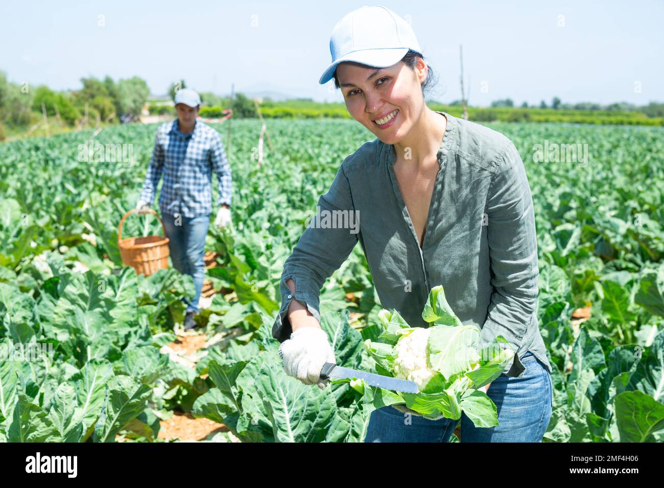 Donna contadina con coltello che raccoglie cavolfiore fresco biologico cavolo in casse in fattoria Foto Stock