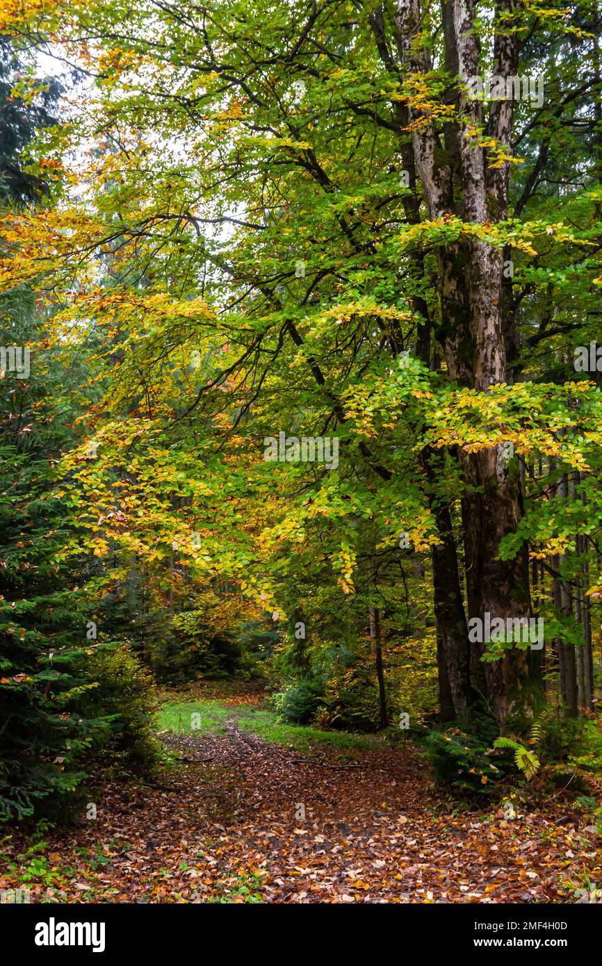 bella foresta di faggi autunnali. Carpazi in Ucraina. Dovbush rocce. Foto Stock