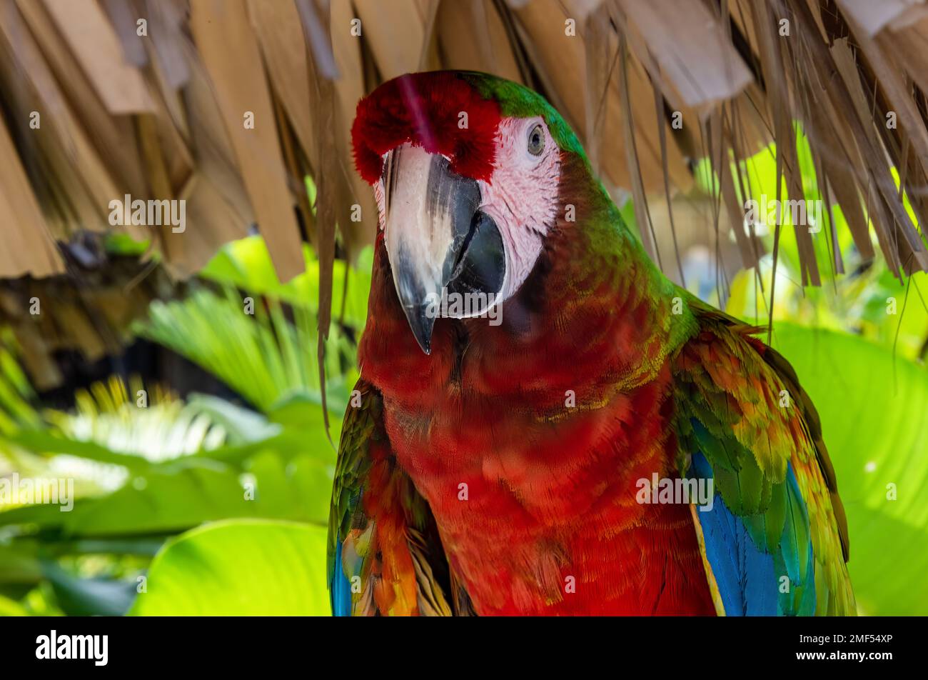 Pappagalli di Macaw nella Repubblica Dominicana Foto Stock