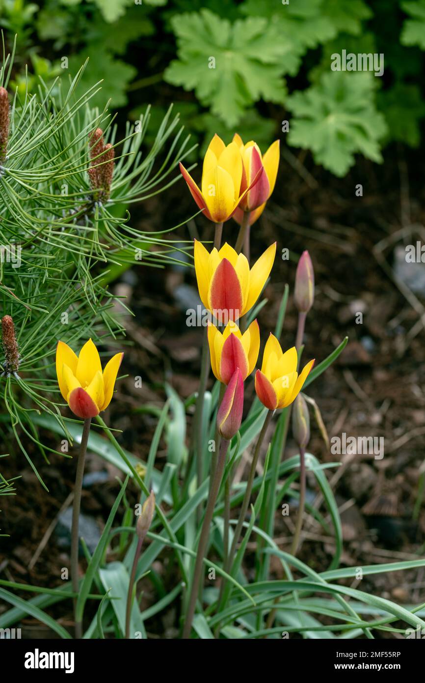 Vari tulipani clusiana fiorire in un giardino nel mese di aprile Foto Stock