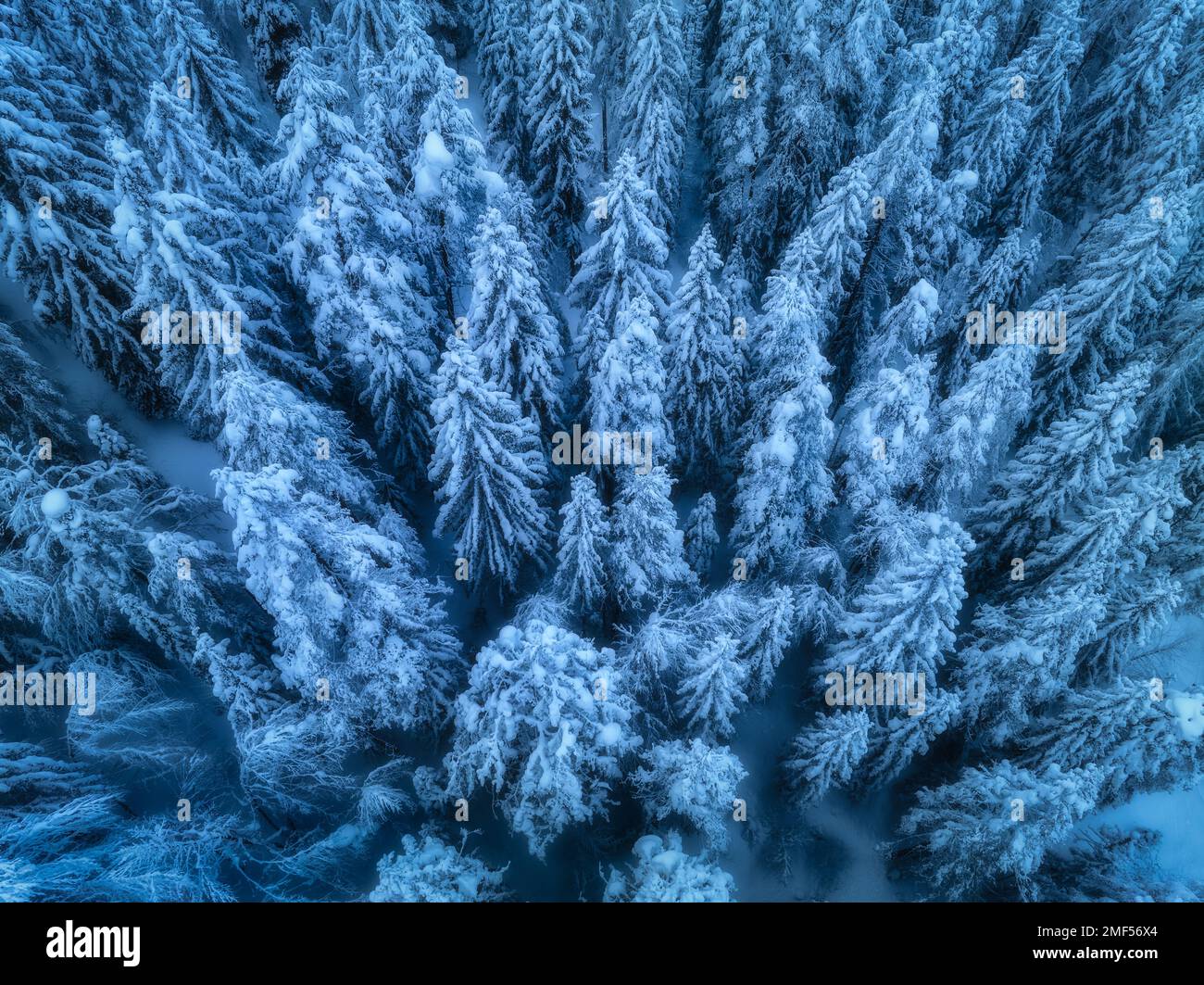 Vista aerea di splendidi pini nella neve in inverno Foto Stock