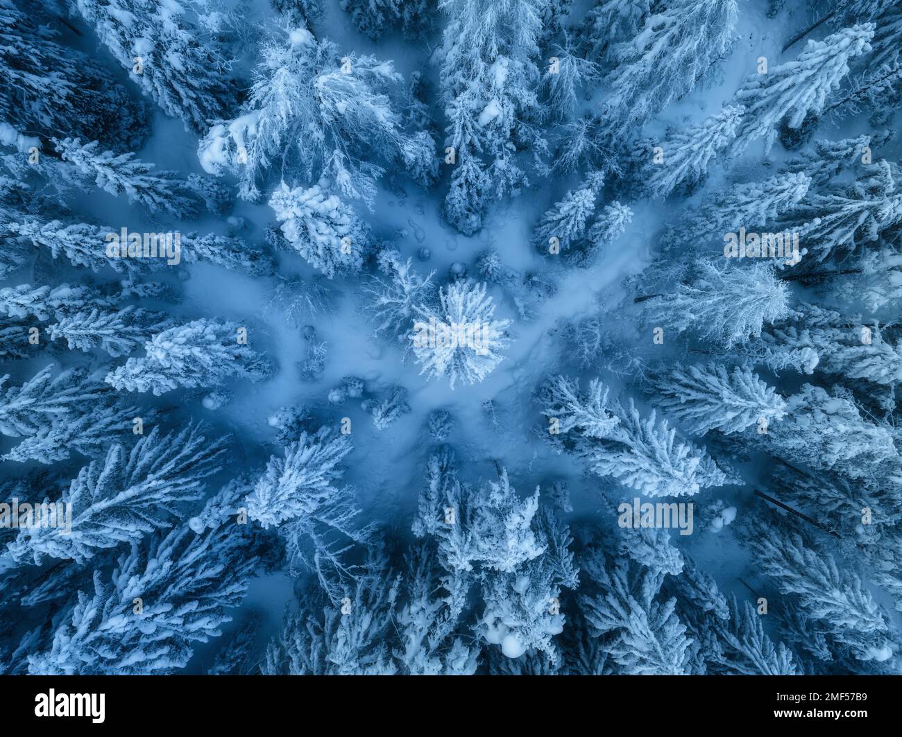 Vista aerea di splendidi pini nella neve in inverno Foto Stock