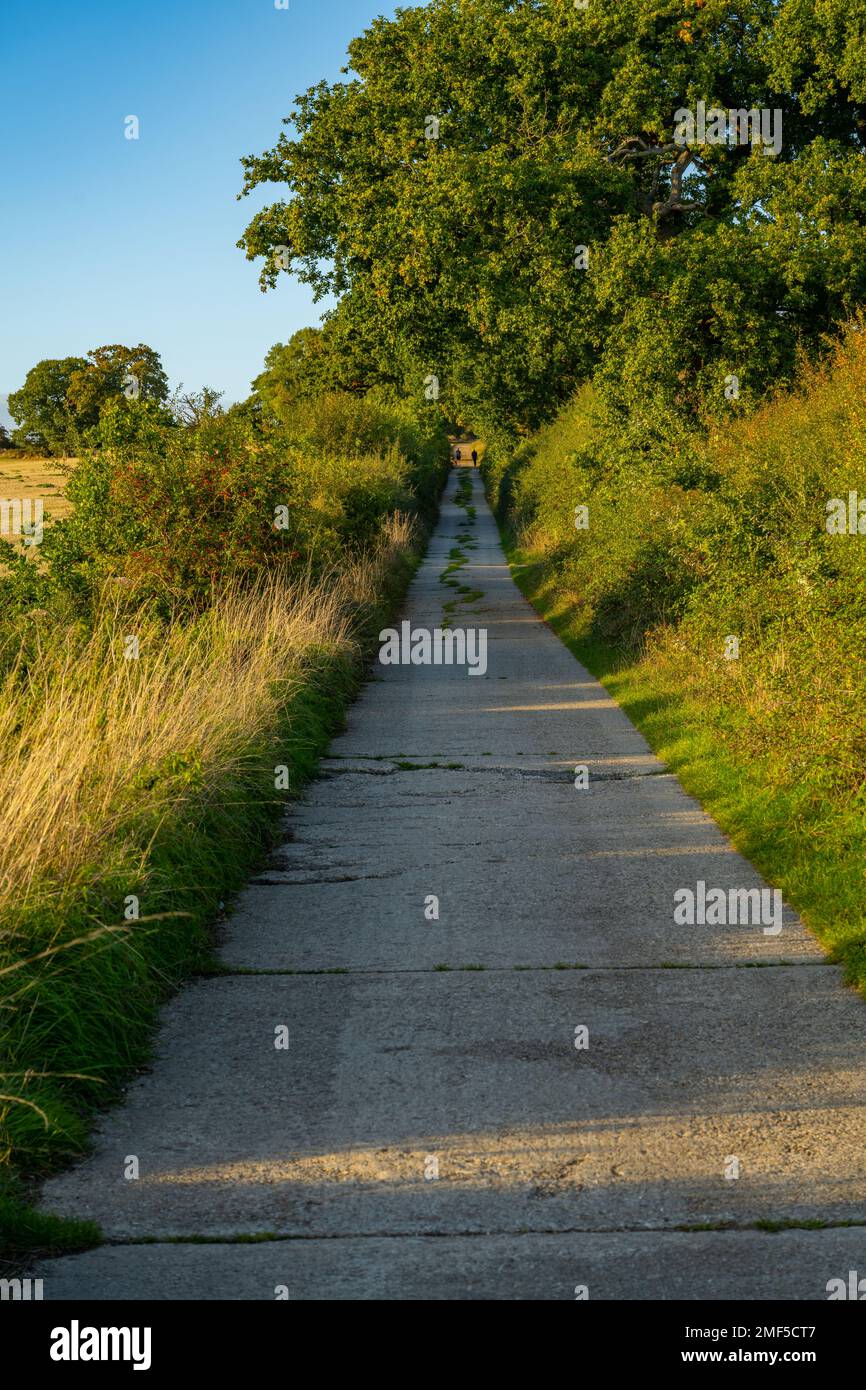 Corsia di campagna vicino a Handley Green Ingatestone essex Foto Stock