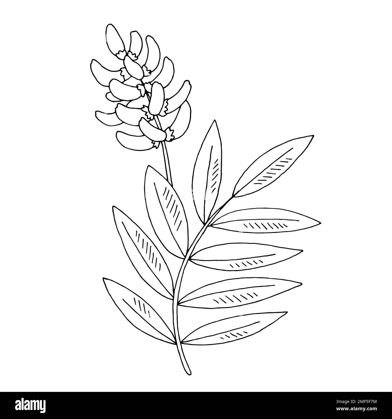Licorice pianta grafica nero bianco isolato disegno vettore di illustrazione Illustrazione Vettoriale