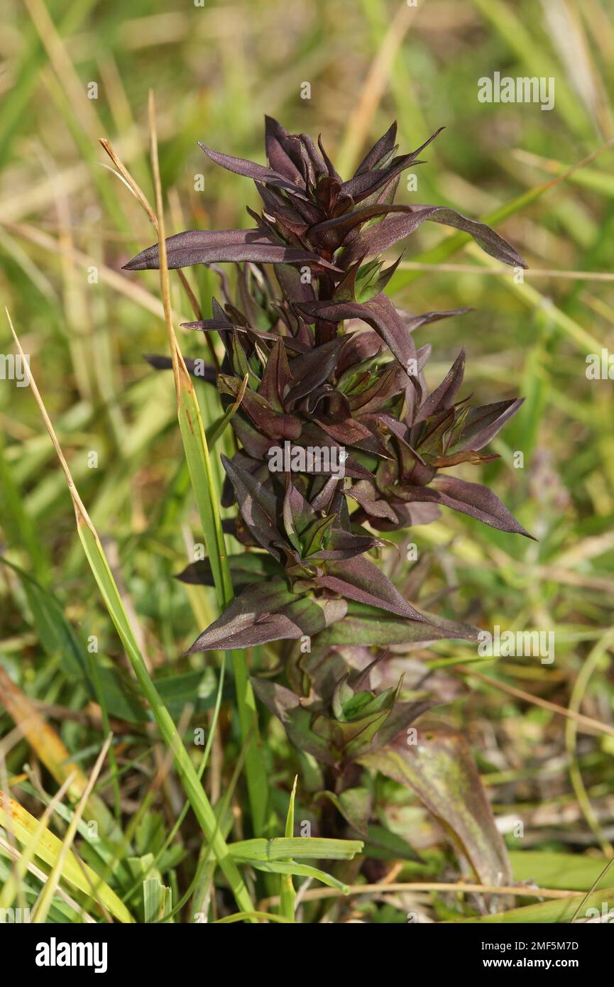 Primo piano naturale su una pianta emergente genziana tedesca o cilterna genziana Gentianella germanica con foglie scure Foto Stock