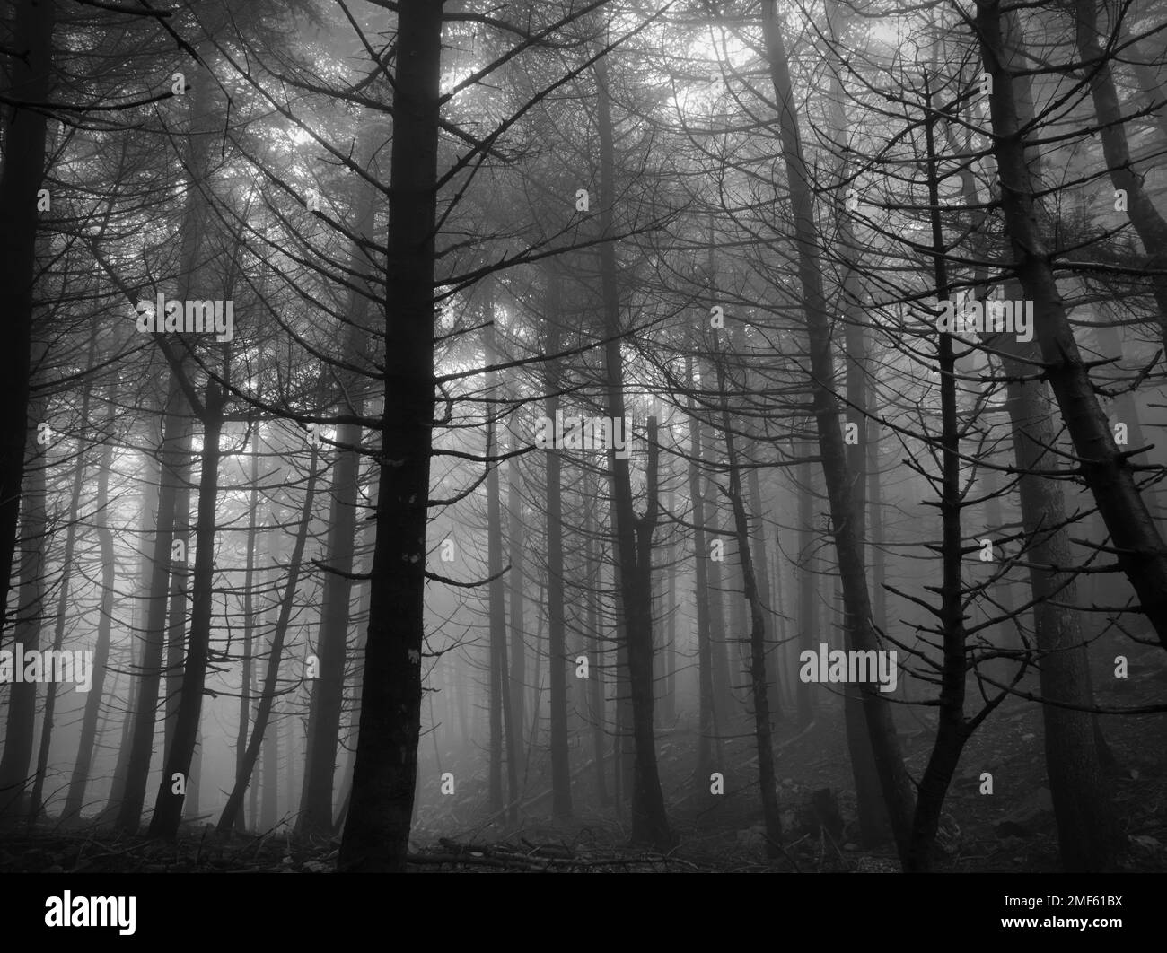 Misty foresta con alberi e nebbia Foto Stock