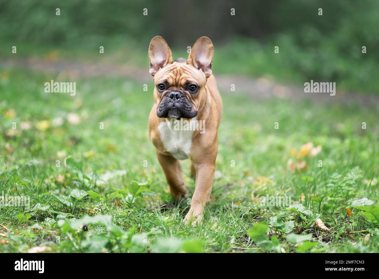 Giovane cane purebred di razza bulldog francese camminando in natura in erba verde Foto Stock
