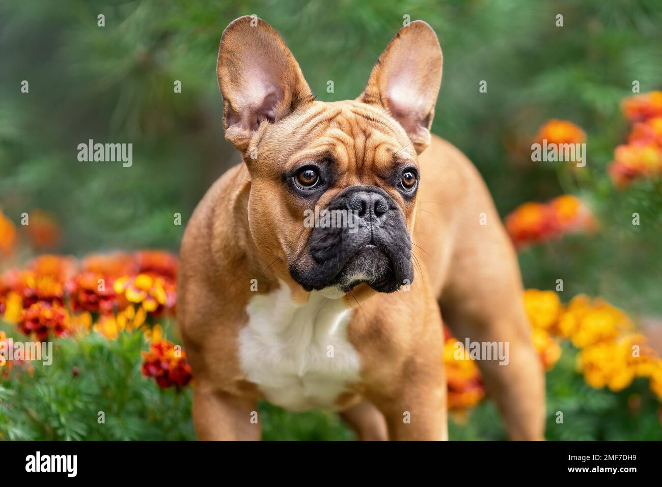 Carino ribollino francese tra i fiori. Ritratto del cane nella natura estiva. Foto Stock