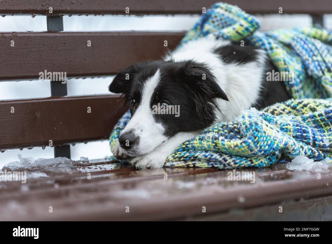 Triste cane di razza collie di confine sdraiato su panchina, coperto da una coperta in una fredda natura invernale Foto Stock