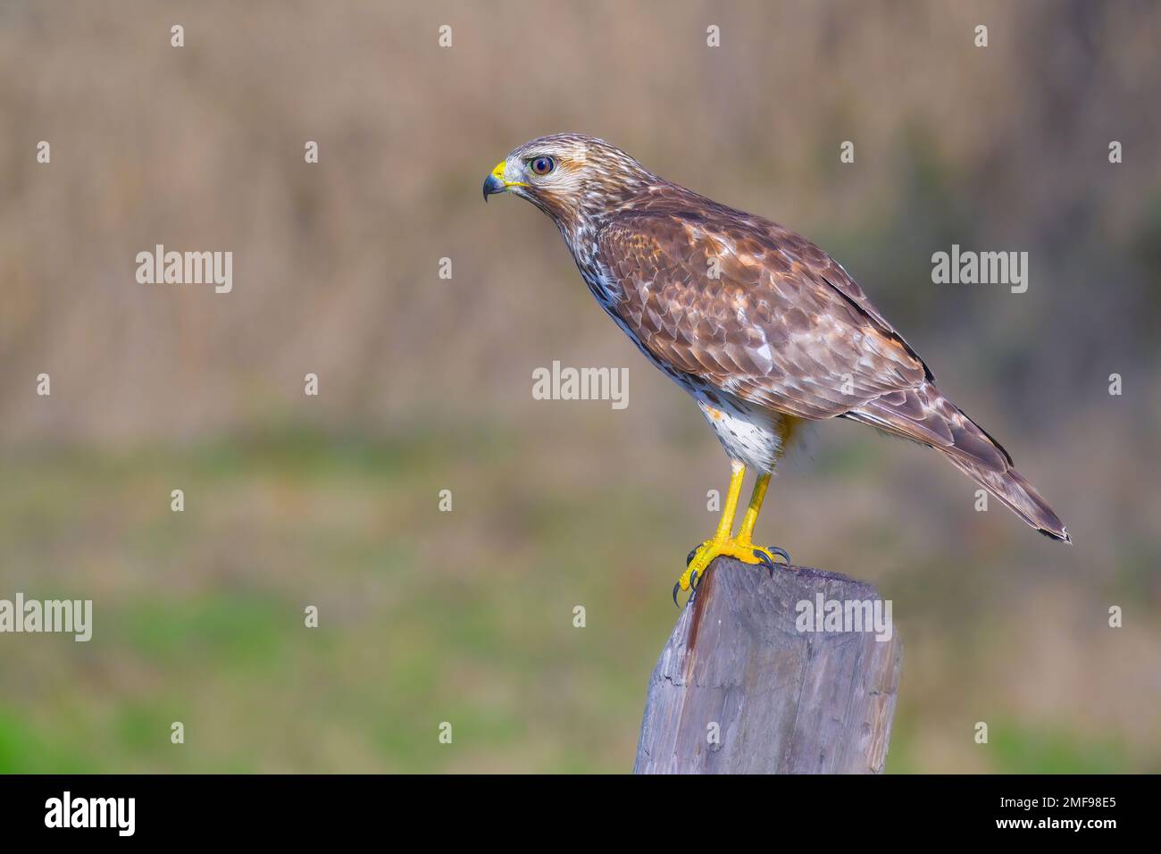 il falco rosso giovanile ha spalleggiato su un palo da recinto. Foto Stock
