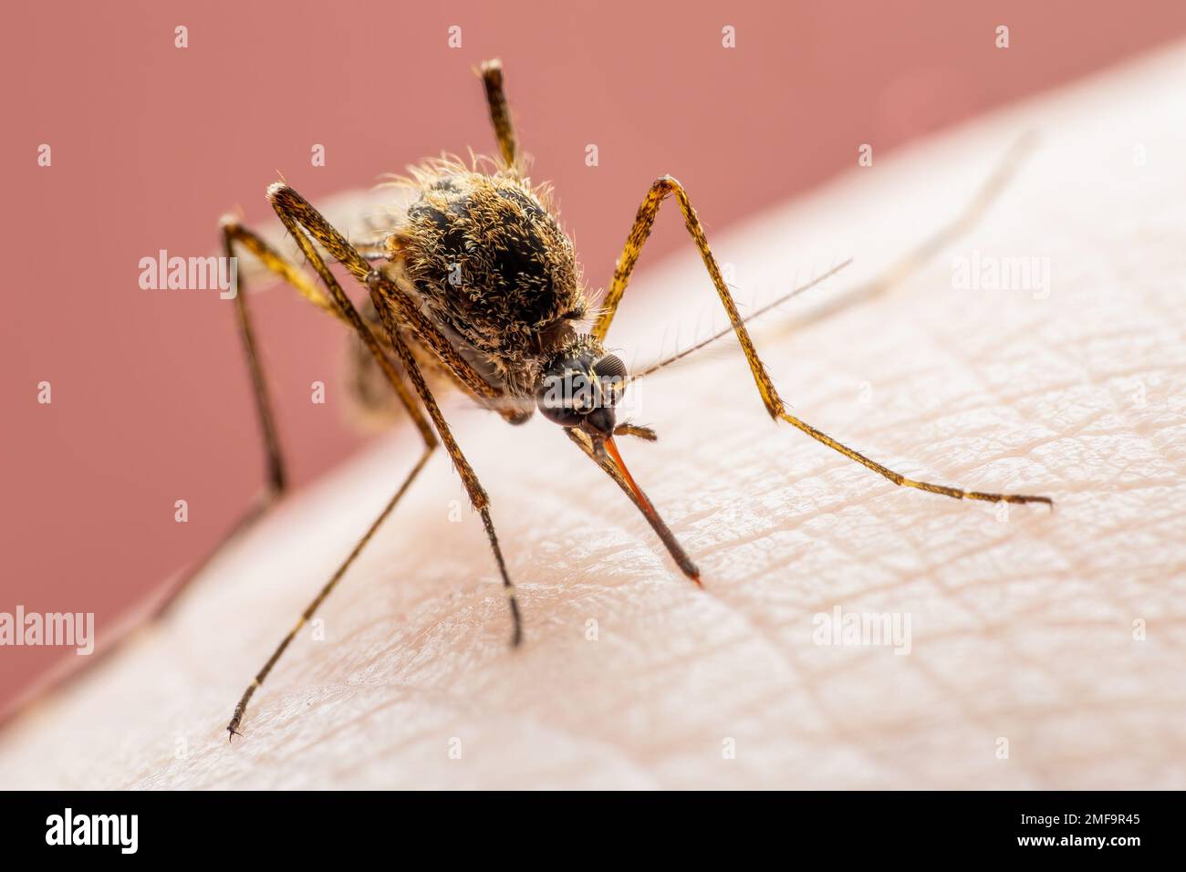 Zanzara infetta da malaria. Leishmaniosi, encefalite, febbre gialla, Dengue, malattia della malaria, Mayaro o virus Zika infettivo Culex zanzara Pa Foto Stock