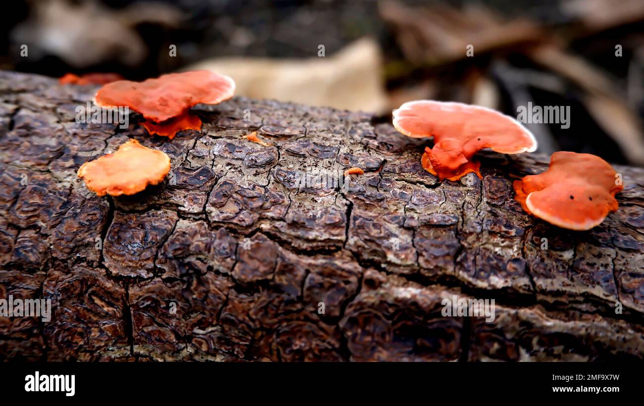 Piante di funghi selvatici arancioni vive su legno di Serut Morto Foto Stock