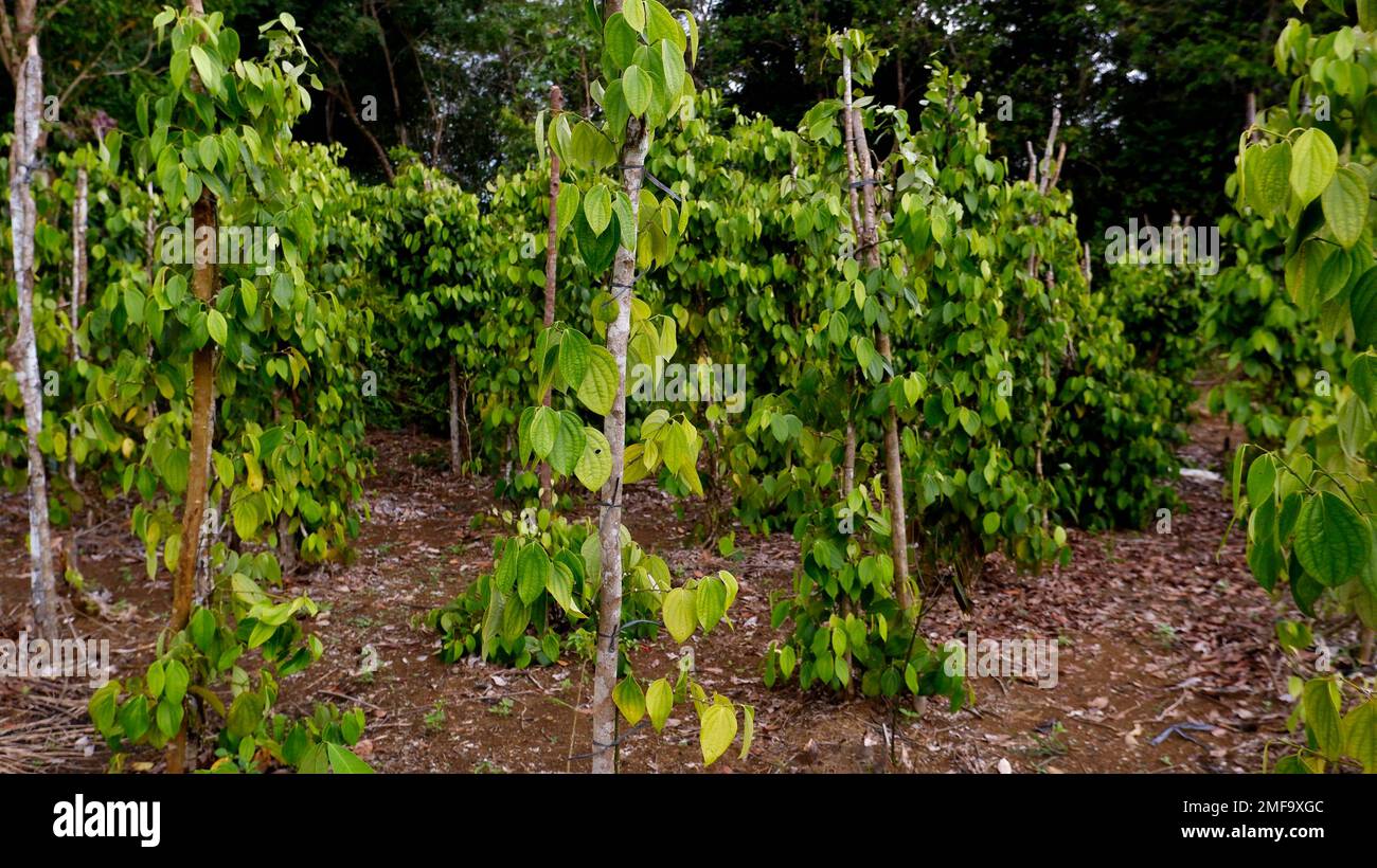 Vista della sistemazione di alberi di pepe in Una piantagione indonesiana tropicale Foto Stock