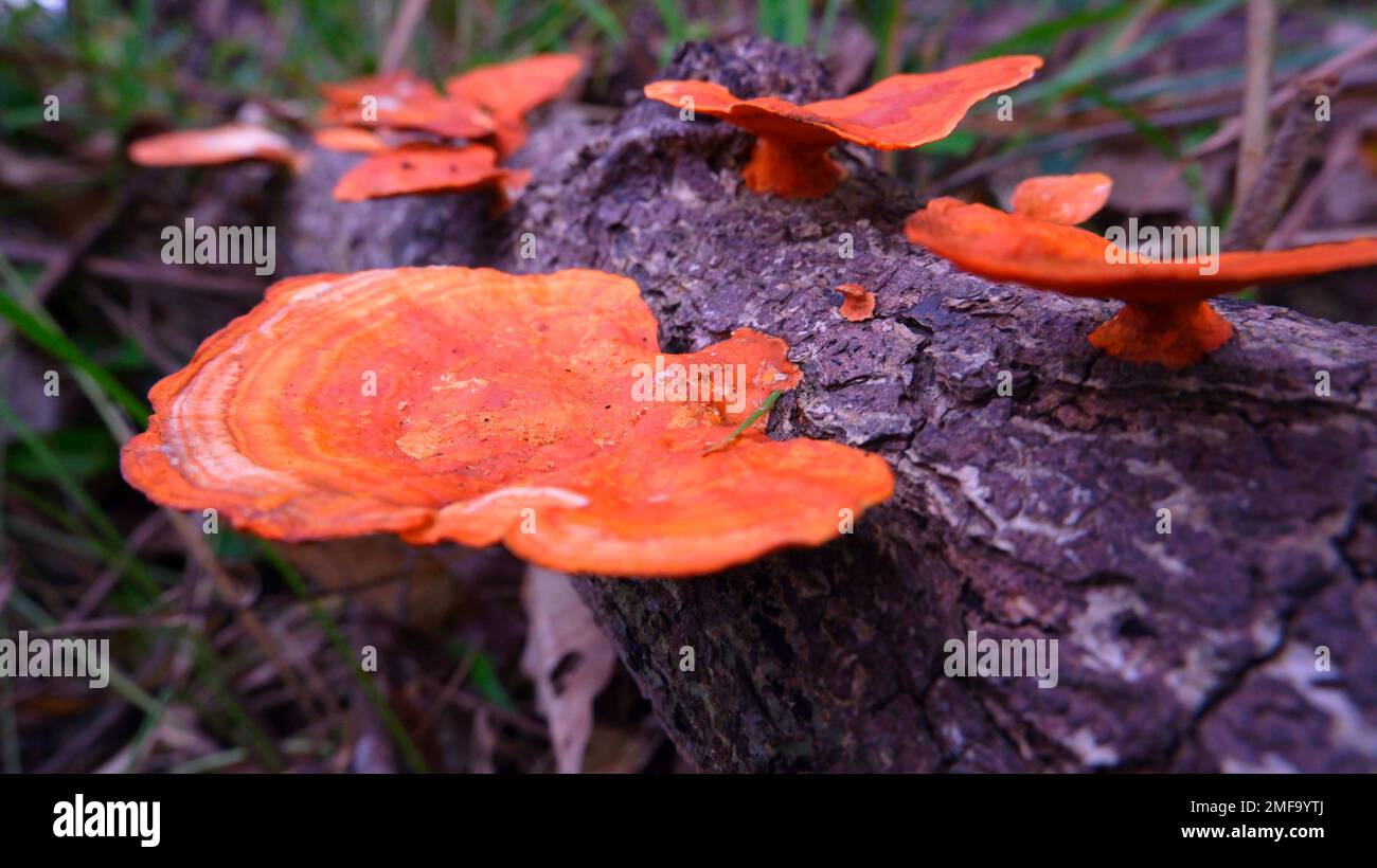 Vista ravvicinata dei funghi selvatici arancioni selvatici, vivere in legno morto Foto Stock