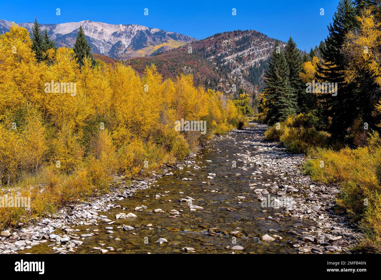 Autunno Mountain Creek - colorata vista autunnale di Anthracite Creek, che corre lungo Kebler Pass, vicino a Crested Butte, Colorado, USA. Foto Stock