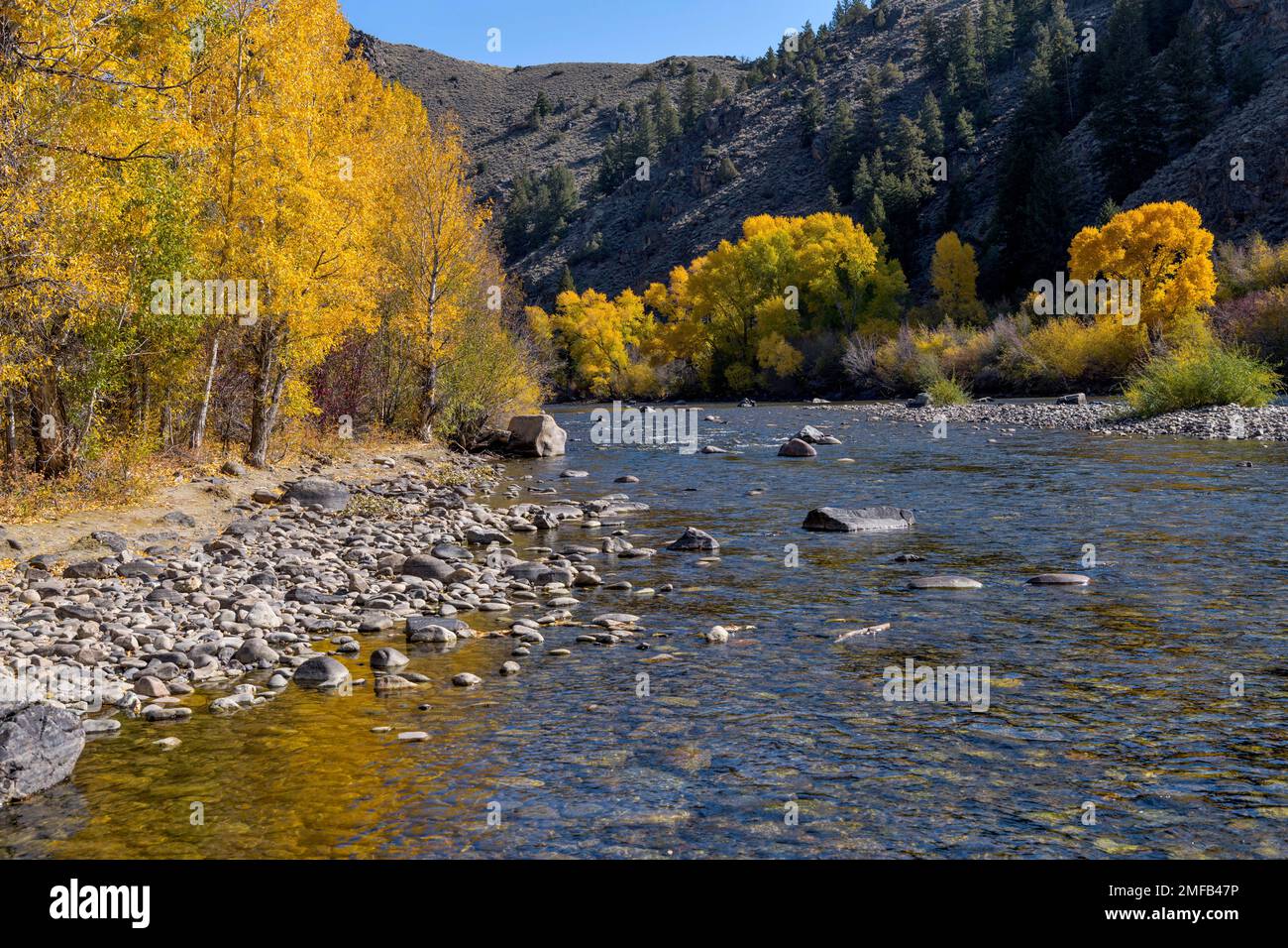Autunno all'Upper Gunnison River - una vista mattutina dell'autunno dell'Upper Gunnison River che corre in un ripido canyon a sud di Almont, Gunnison, Colorado, USA. Foto Stock