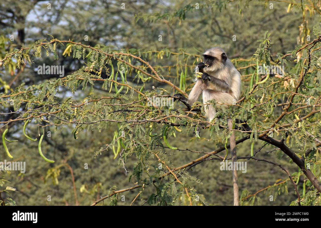 Ahmedabad, India. 22nd Jan, 2023. Il langur grigio (scimmia) è arroccato su un albero all'interno del santuario degli uccelli di Thol. Il THOL Bird Sanctuary è una zona umida e un habitat importante per l'Unione internazionale per la conservazione della natura (IUCN) specie minacciate e sostiene più di ventimila uccelli acquatici durante l'inverno. La zona umida ospita regolarmente più di cinquemila Glossy Ibis nella stagione migratoria. Credit: SOPA Images Limited/Alamy Live News Foto Stock