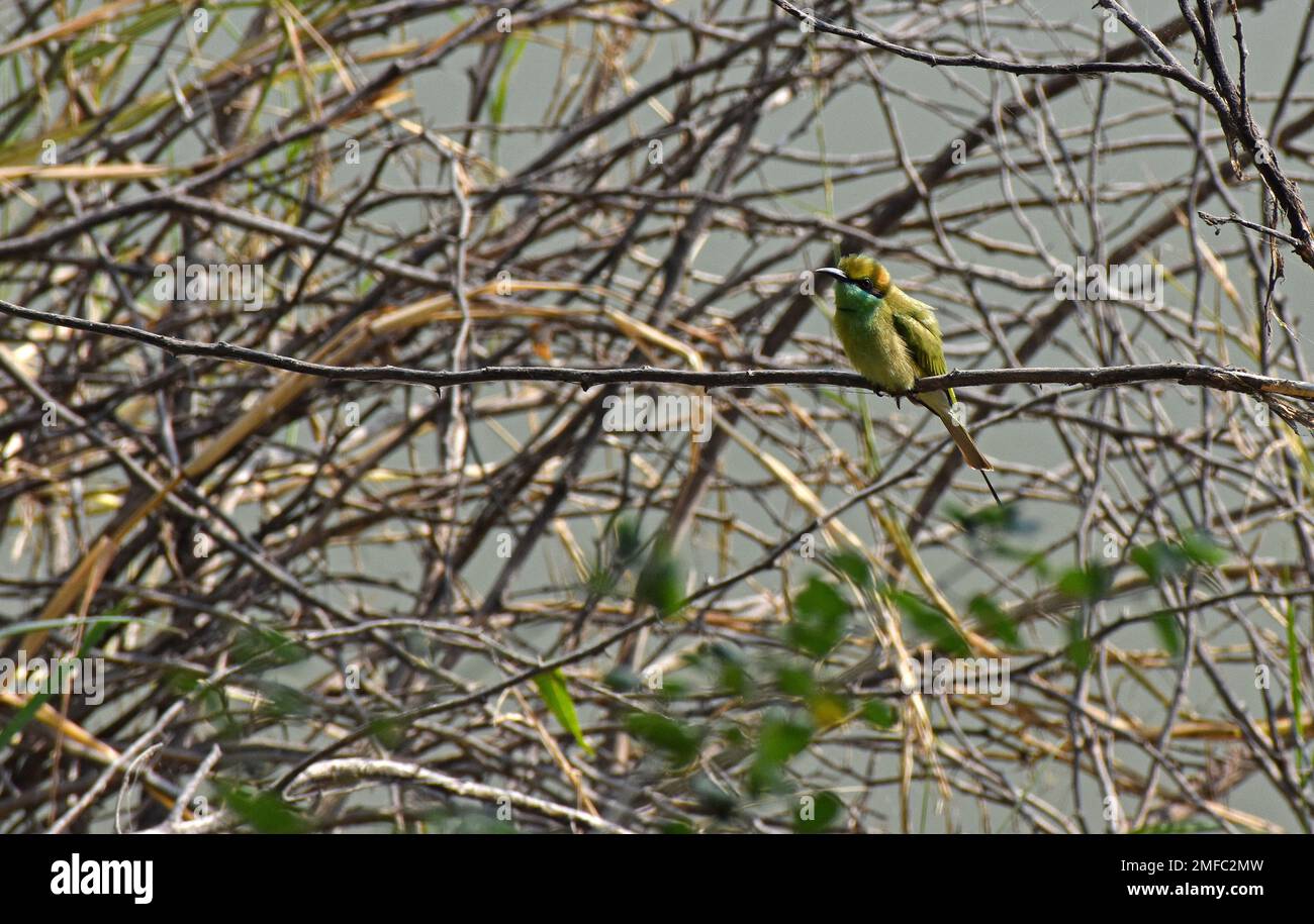 Ahmedabad, India. 22nd Jan, 2023. Il mangiatore di api verde asiatico è appollaiato sul ramo di un albero all'interno del santuario degli uccelli di Thol. Il THOL Bird Sanctuary è una zona umida e un habitat importante per l'Unione internazionale per la conservazione della natura (IUCN) specie minacciate e sostiene più di ventimila uccelli acquatici durante l'inverno. La zona umida ospita regolarmente più di cinquemila Glossy Ibis nella stagione migratoria. (Foto di Ashish Vaishnav/SOPA Images/Sipa USA) Credit: Sipa USA/Alamy Live News Foto Stock