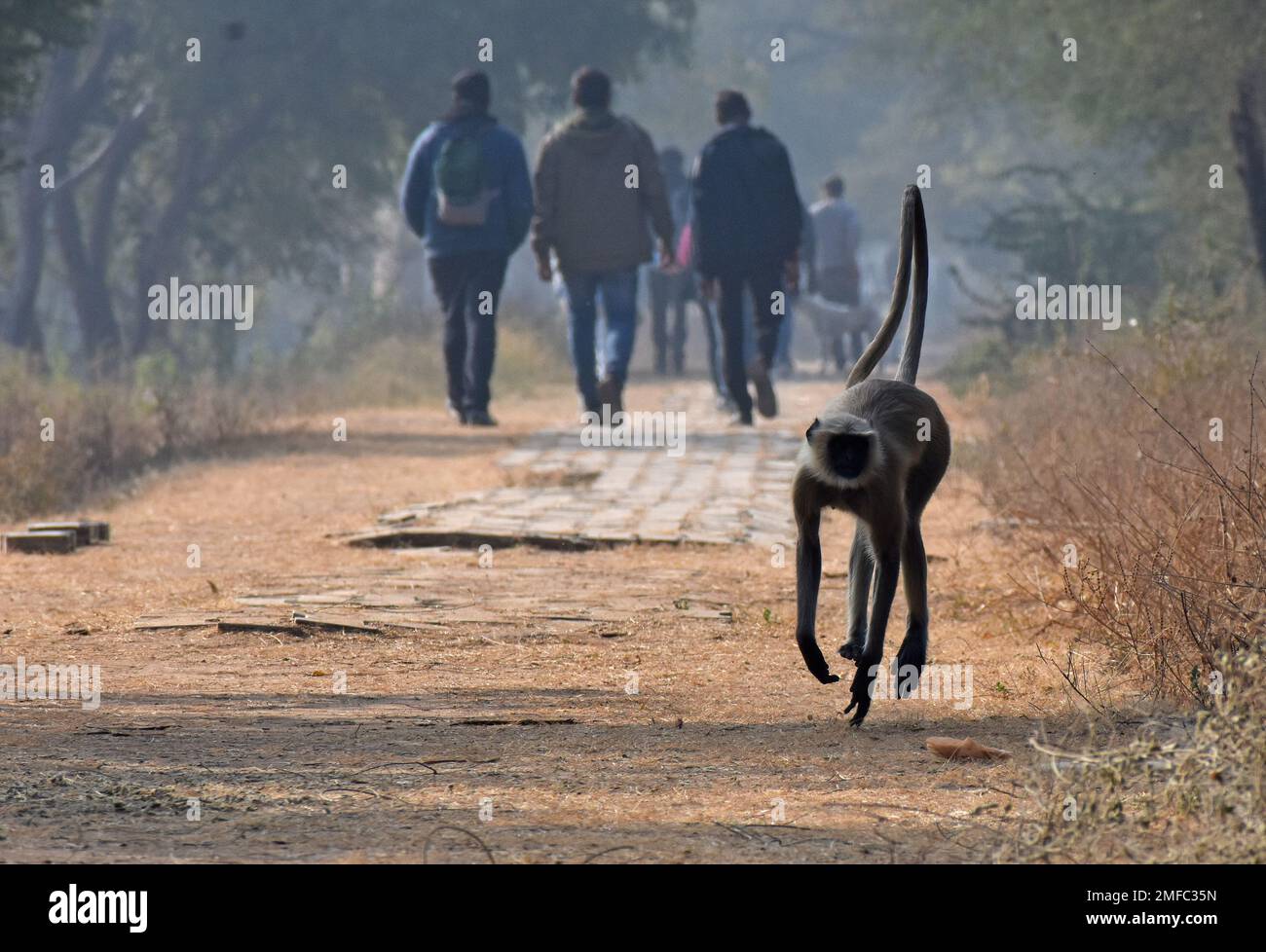 Ahmedabad, India. 22nd Jan, 2023. Il langur grigio (scimmia) corre sulla passerella all'interno del santuario degli uccelli di Thol. Il THOL Bird Sanctuary è una zona umida e un habitat importante per l'Unione internazionale per la conservazione della natura (IUCN) specie minacciate e sostiene più di ventimila uccelli acquatici durante l'inverno. La zona umida ospita regolarmente più di cinquemila Glossy Ibis nella stagione migratoria. (Foto di Ashish Vaishnav/SOPA Images/Sipa USA) Credit: Sipa USA/Alamy Live News Foto Stock