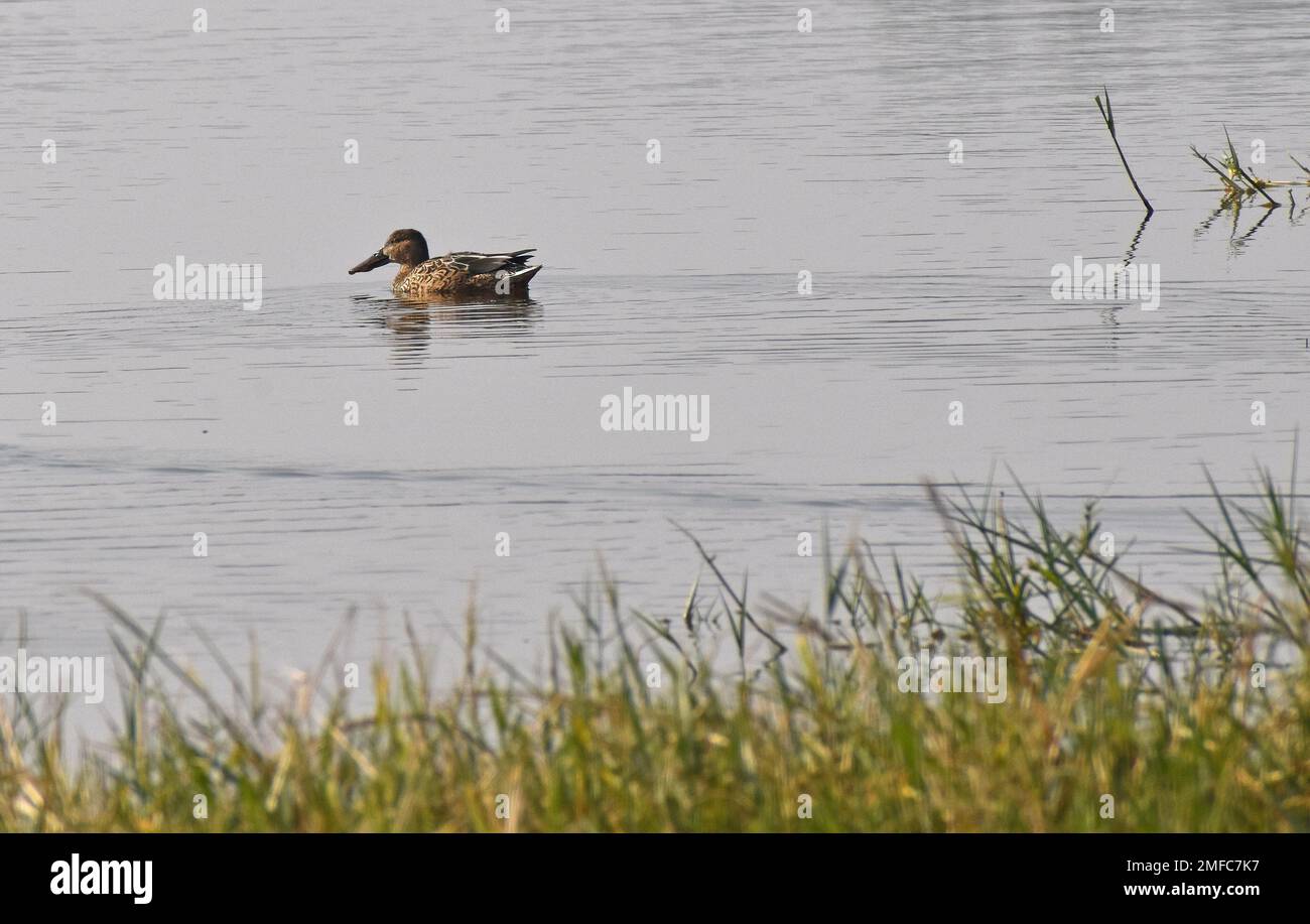 Ahmedabad, Gujarat, India. 22nd Jan, 2023. Un'anatra nuota in acqua al santuario degli uccelli di Thol. Il THOL Bird Sanctuary è una zona umida e un habitat importante per l'Unione internazionale per la conservazione della natura (IUCN) specie minacciate e sostiene più di ventimila uccelli acquatici durante l'inverno. La zona umida ospita regolarmente più di cinquemila Glossy Ibis nella stagione migratoria. (Credit Image: © Ashish Vaishnav/SOPA Images via ZUMA Press Wire) SOLO PER USO EDITORIALE! Non per USO commerciale! Foto Stock